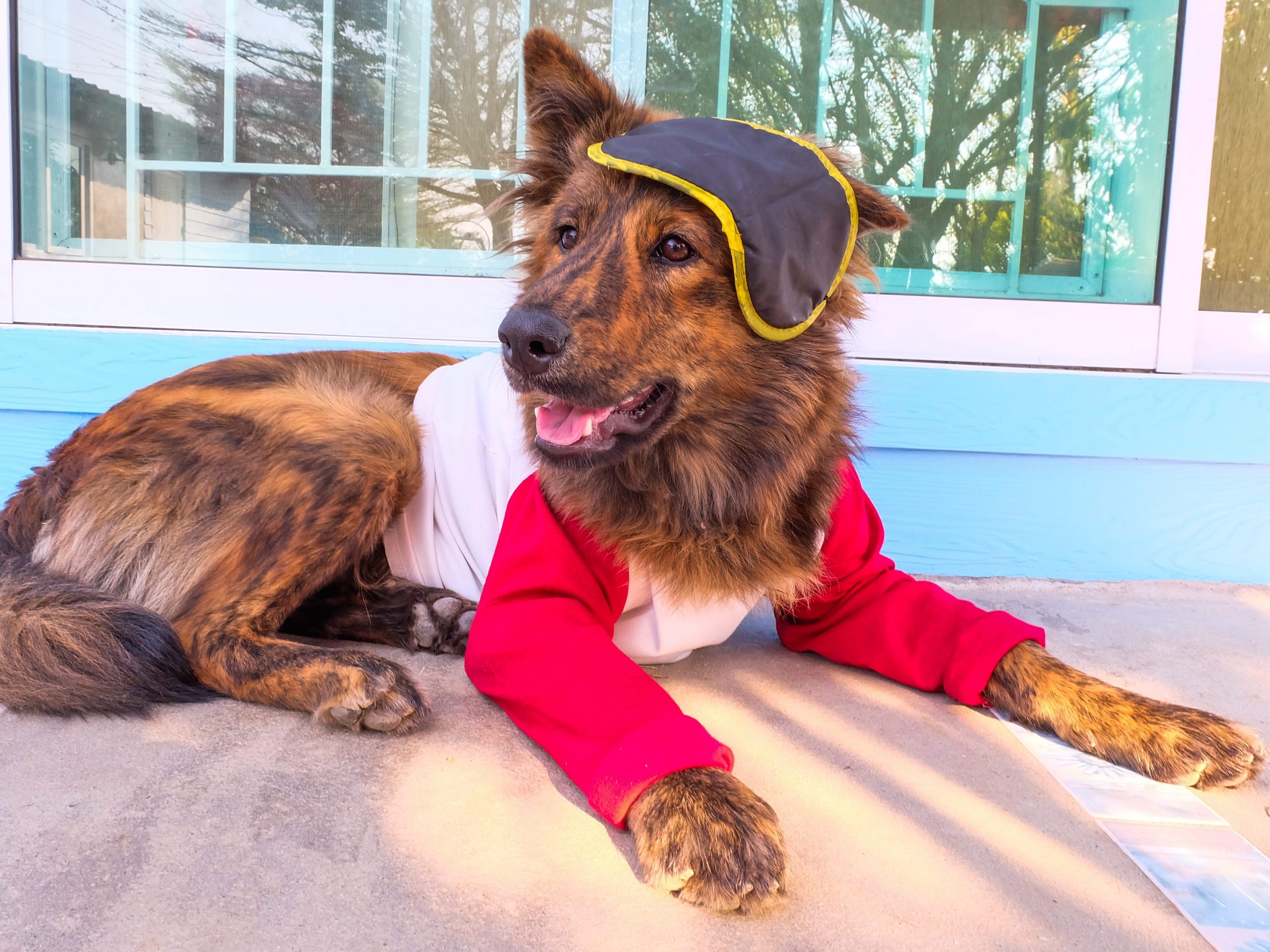 Dog laying down and wearing clothes