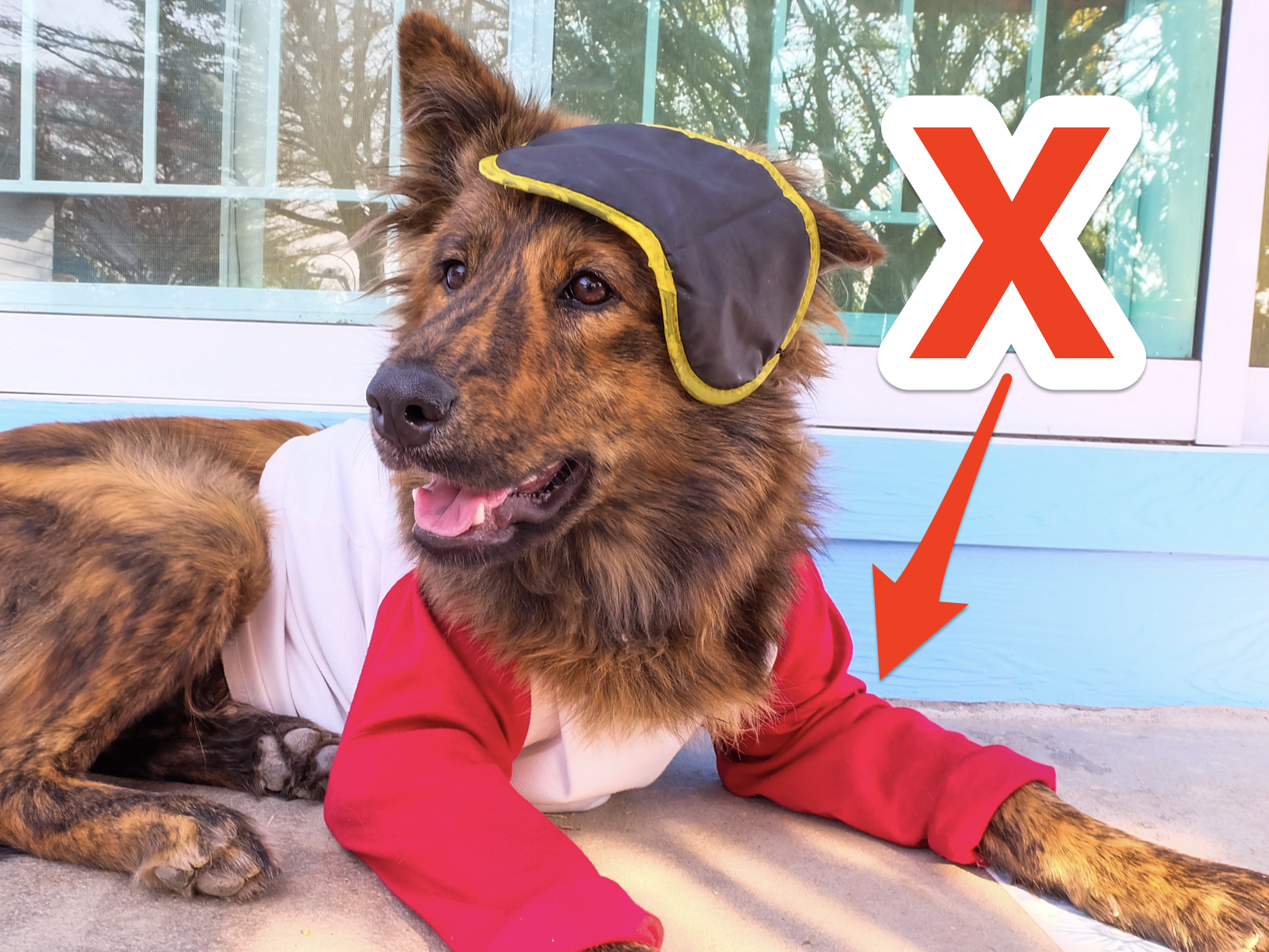 Red X and arrow pointing at dog wearing clothes