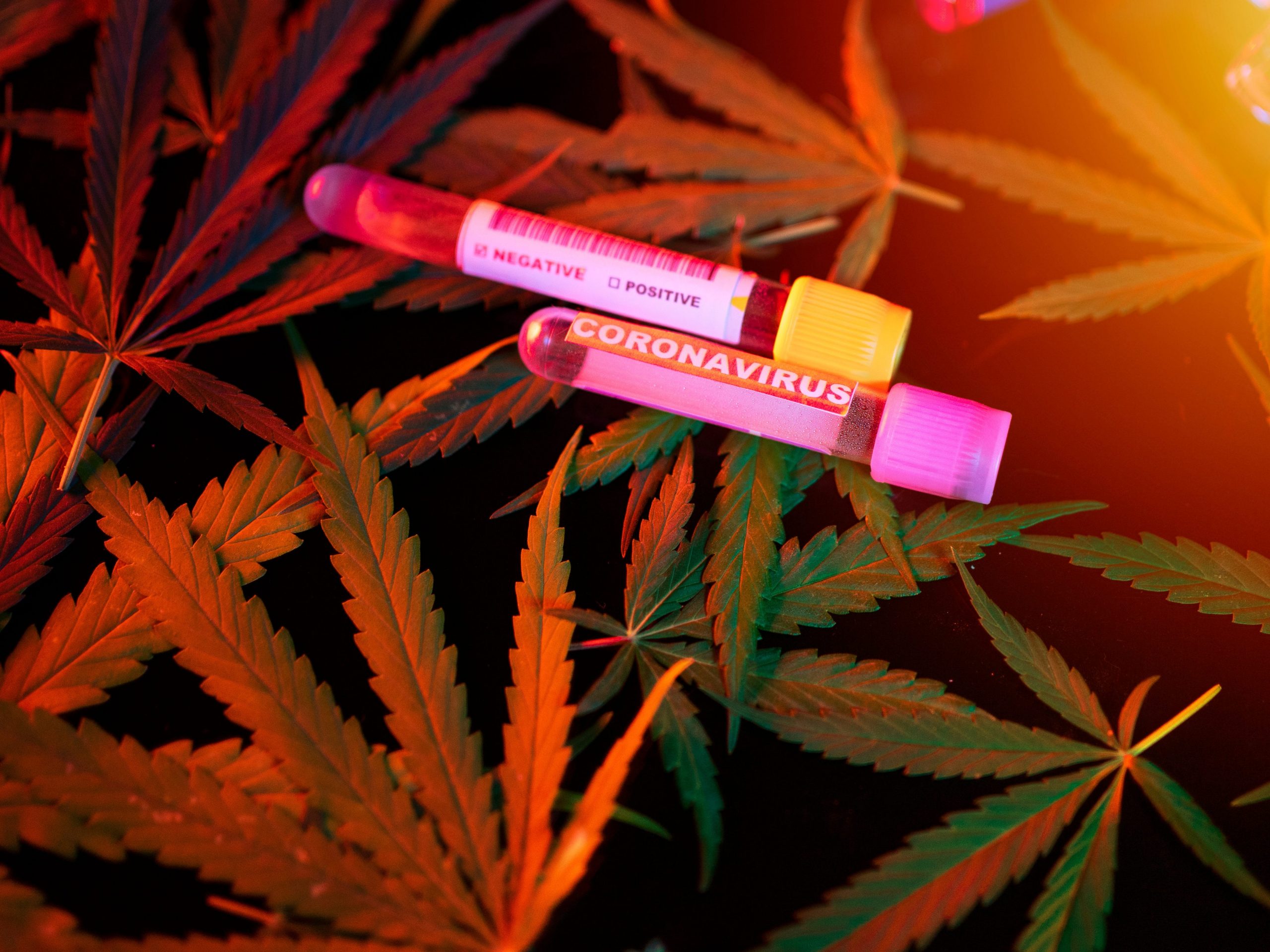 cannabis leaves and vial labeled coronavirus