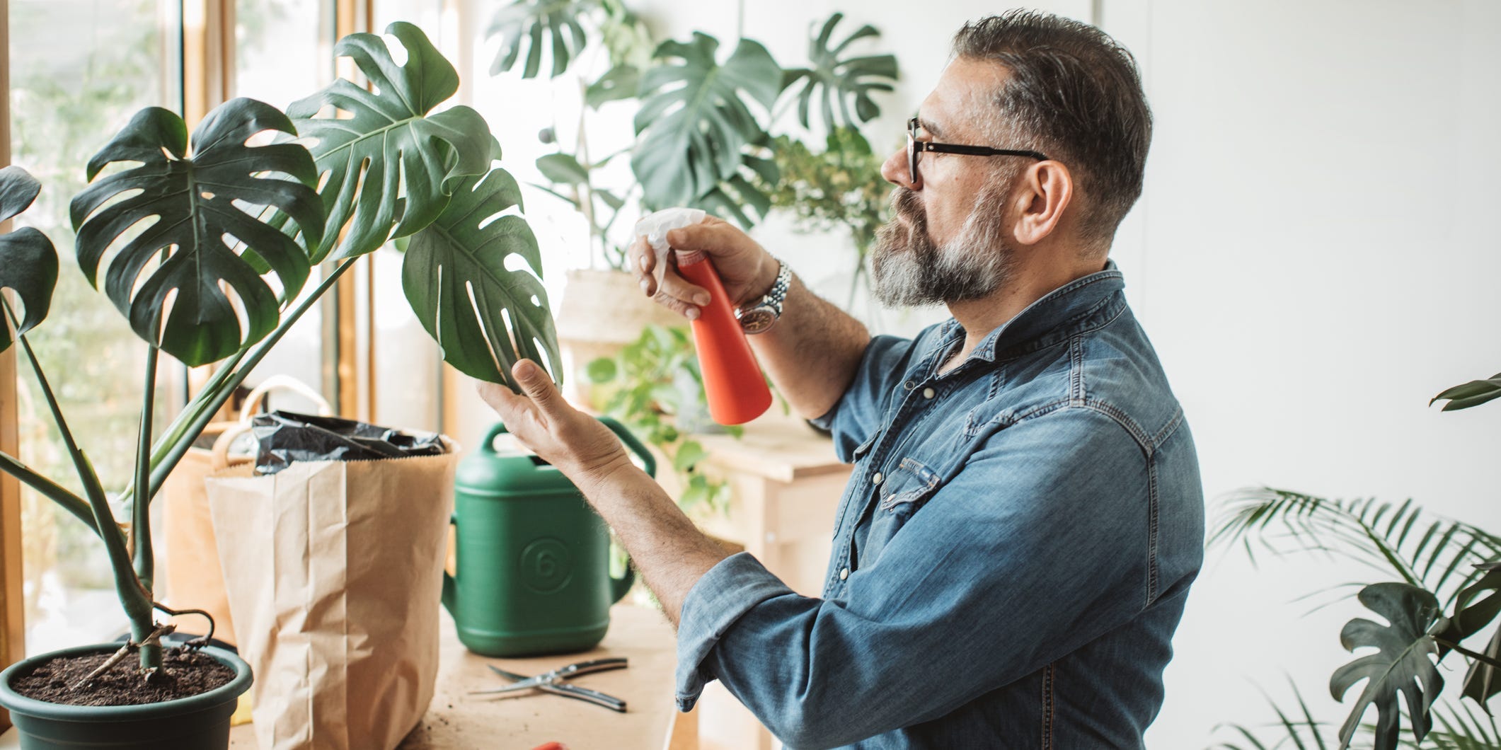 Man spraying a monstera plant