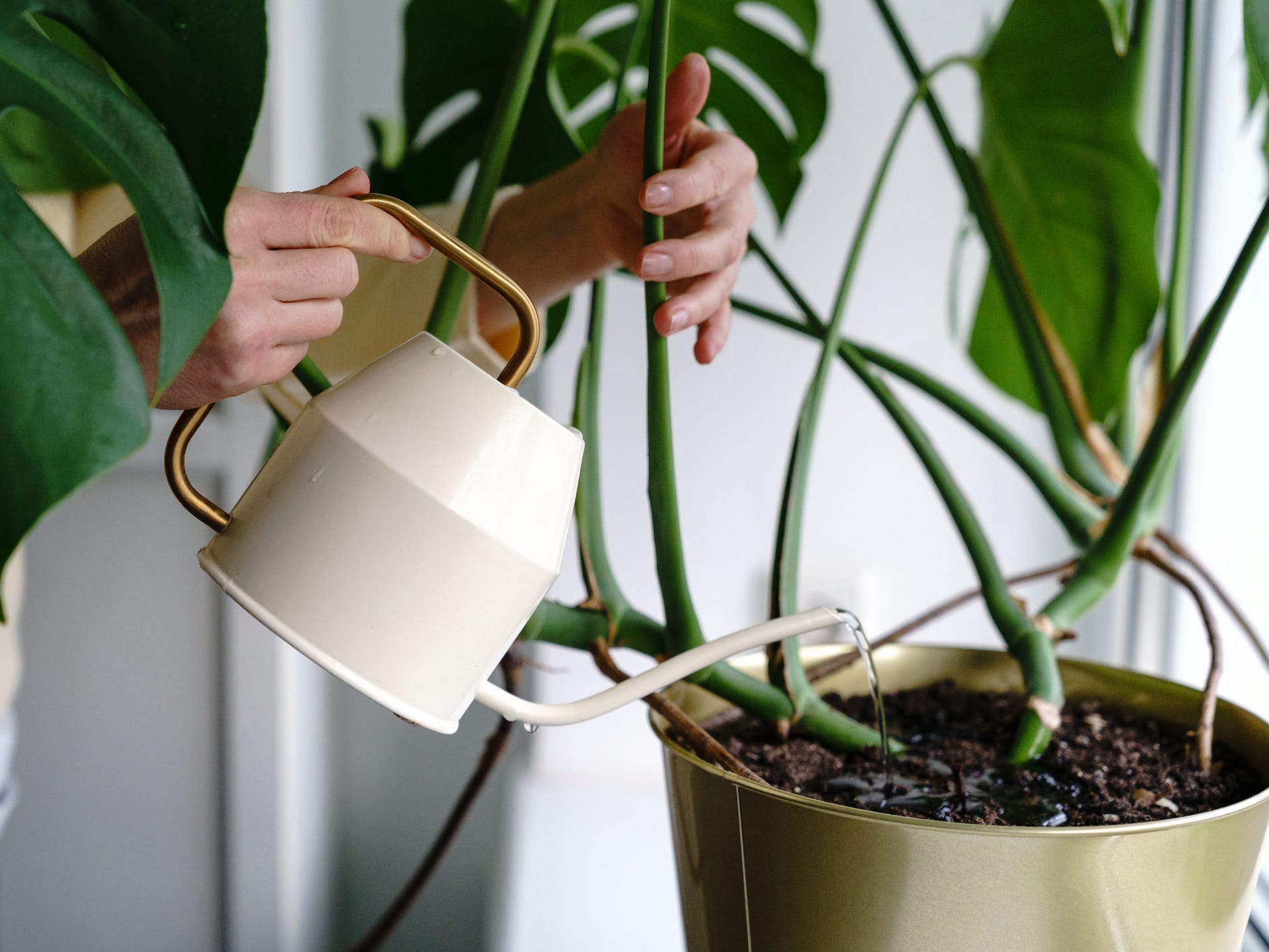 Person watering a monstera plant close up