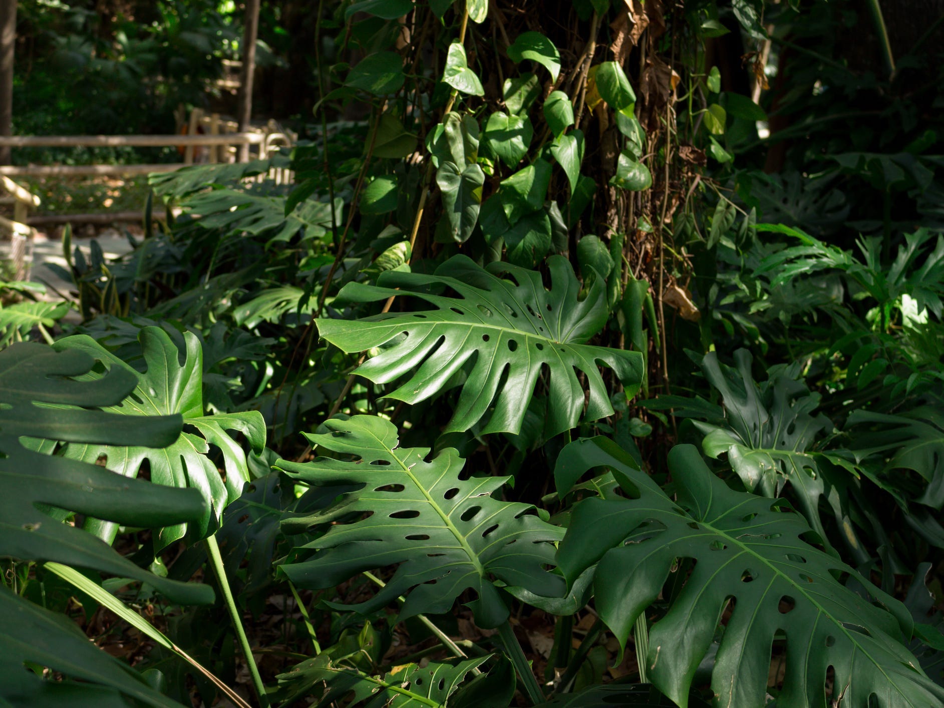 Partially shaded monstera leaves growing from a tree in nature