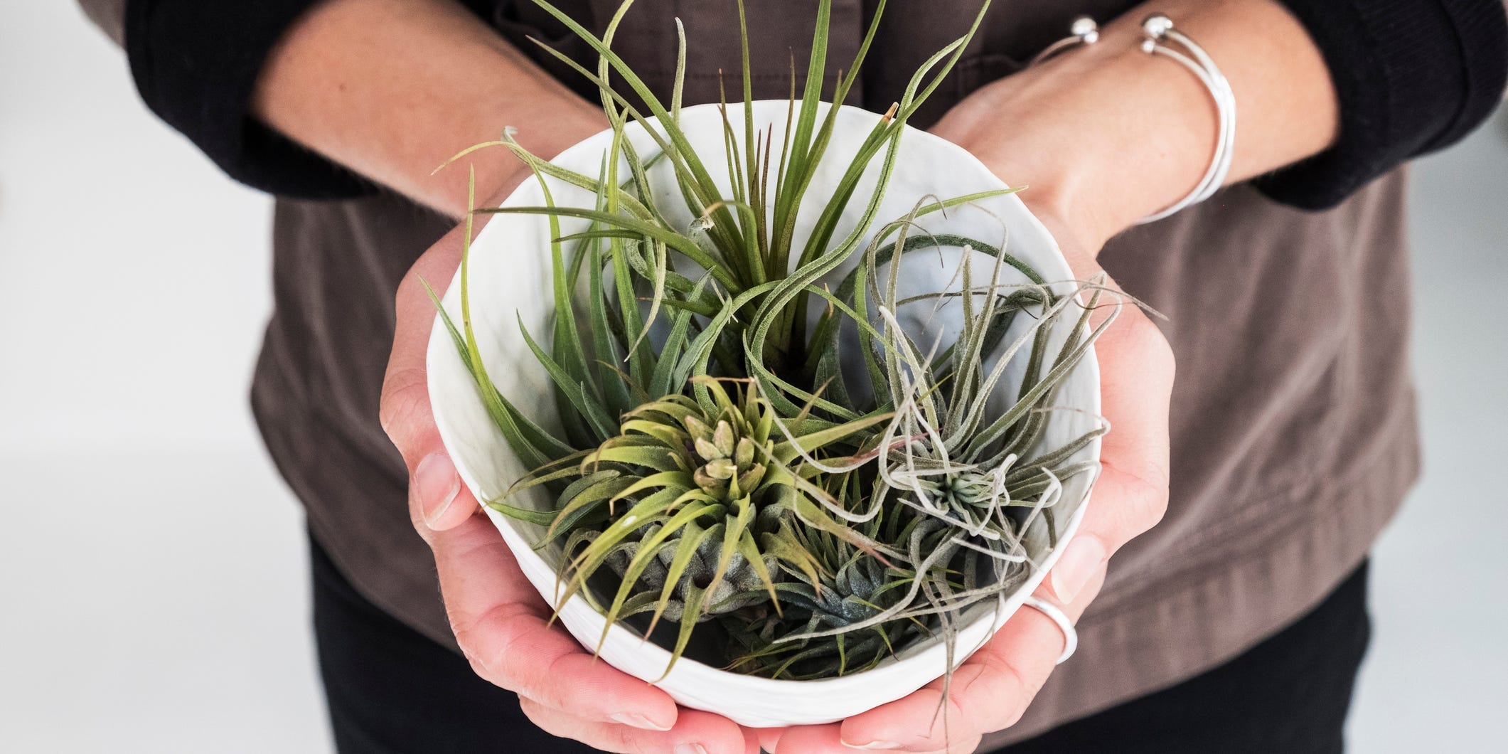 Hands holding a bowlful of air plants