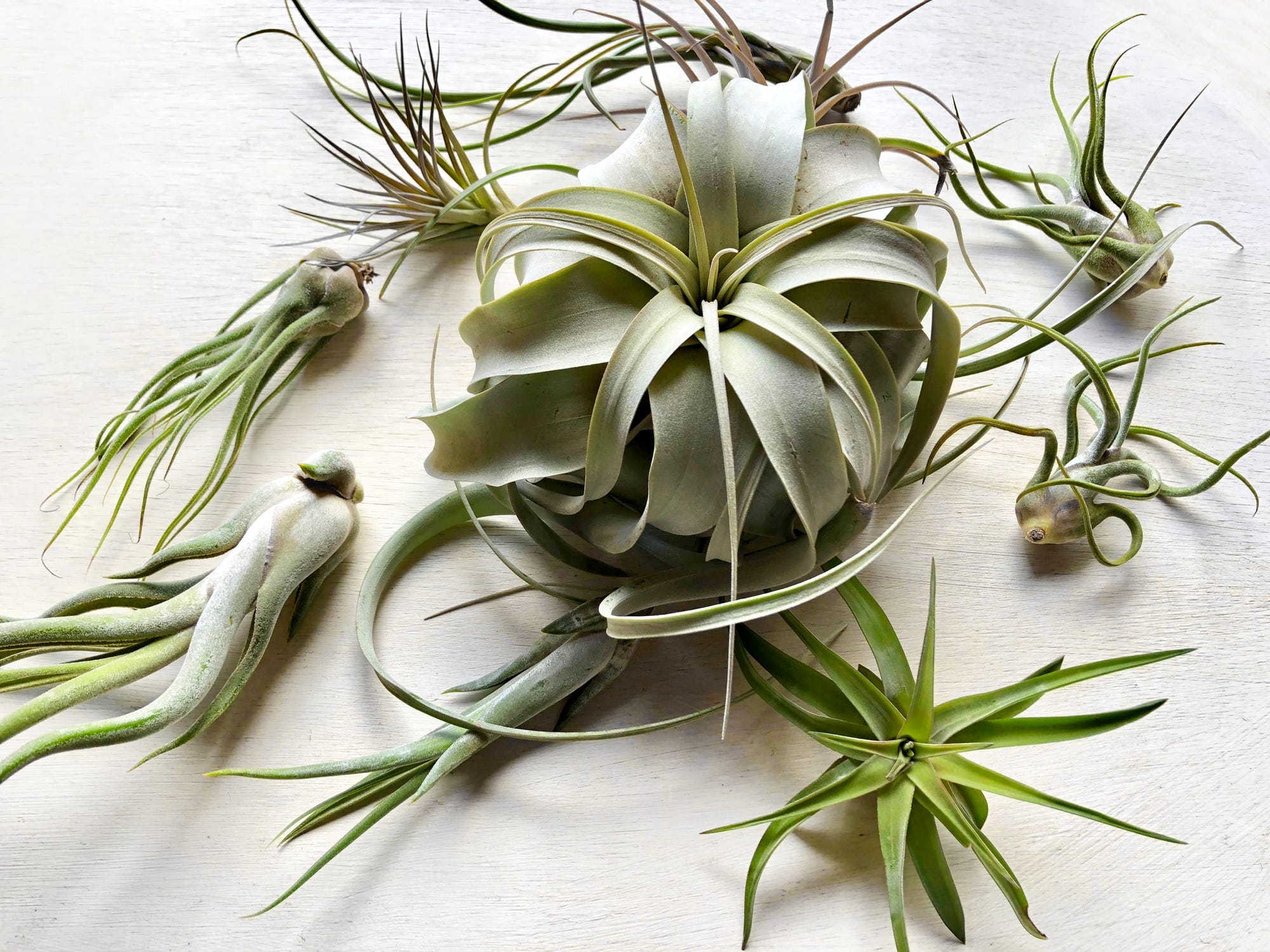 Different varieties of air plants displayed on a table