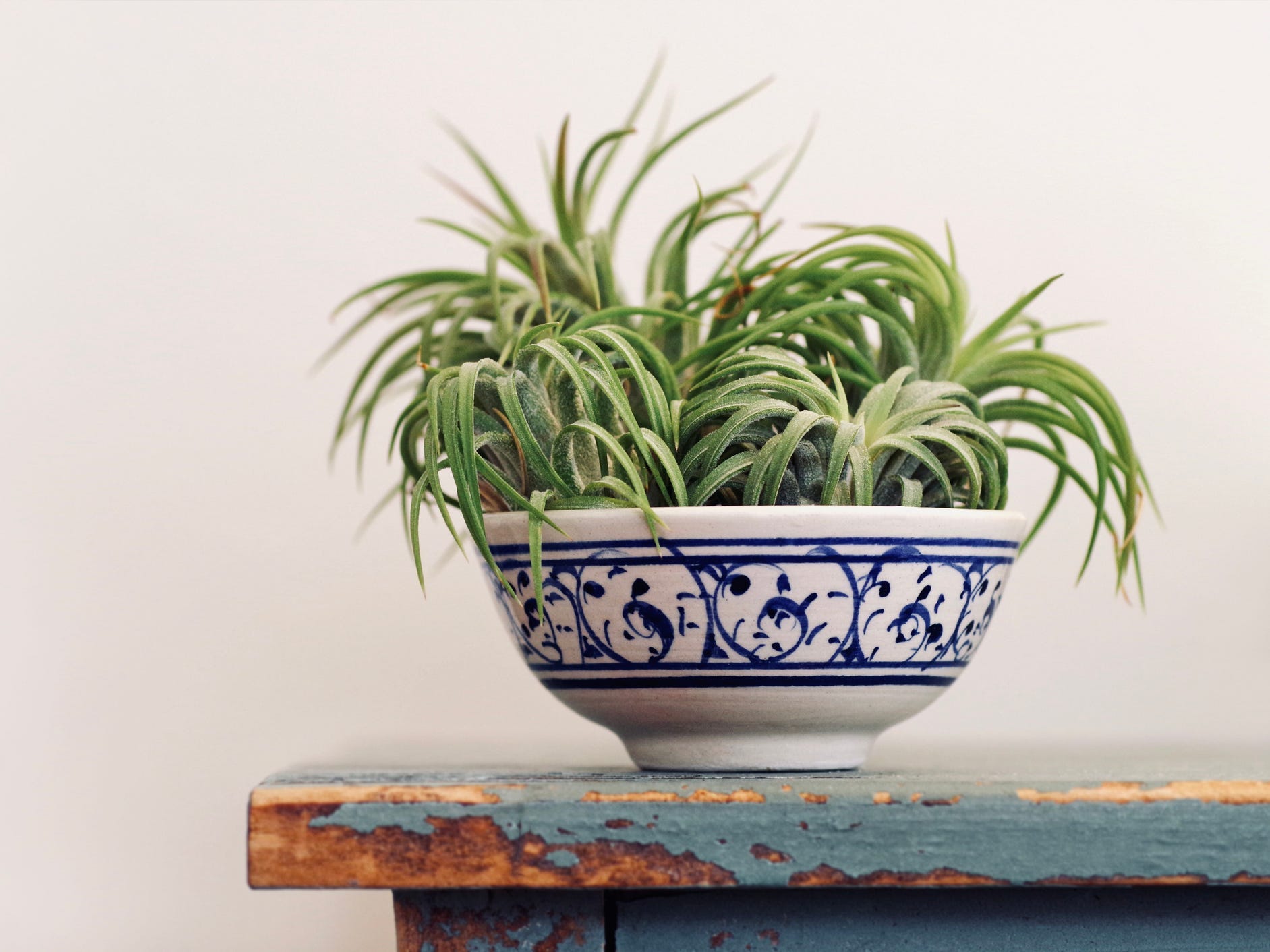 Several air plants displayed in a blue and white bowl