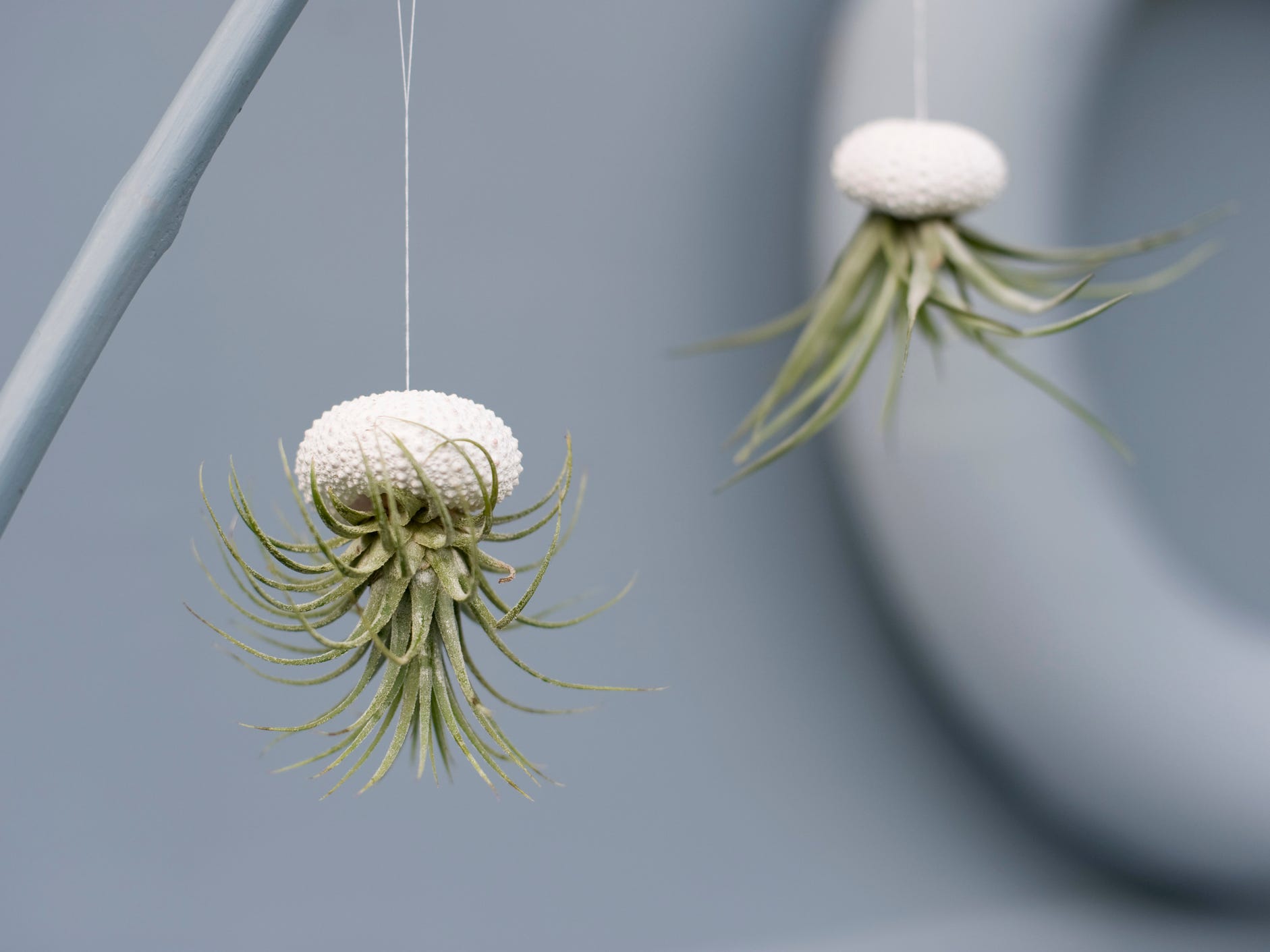 Two air plants suspended upside down in shell planters