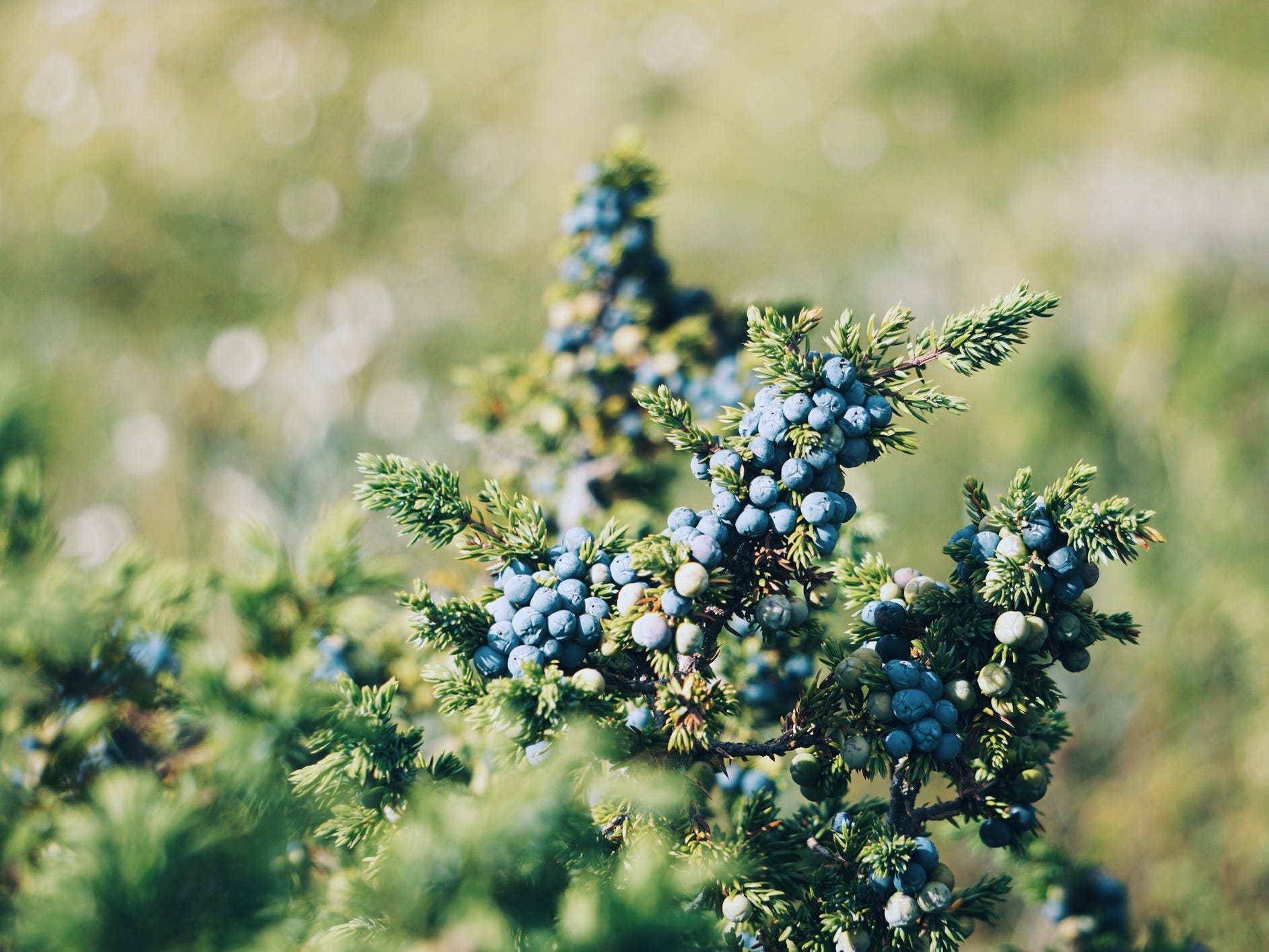 Juniper berries