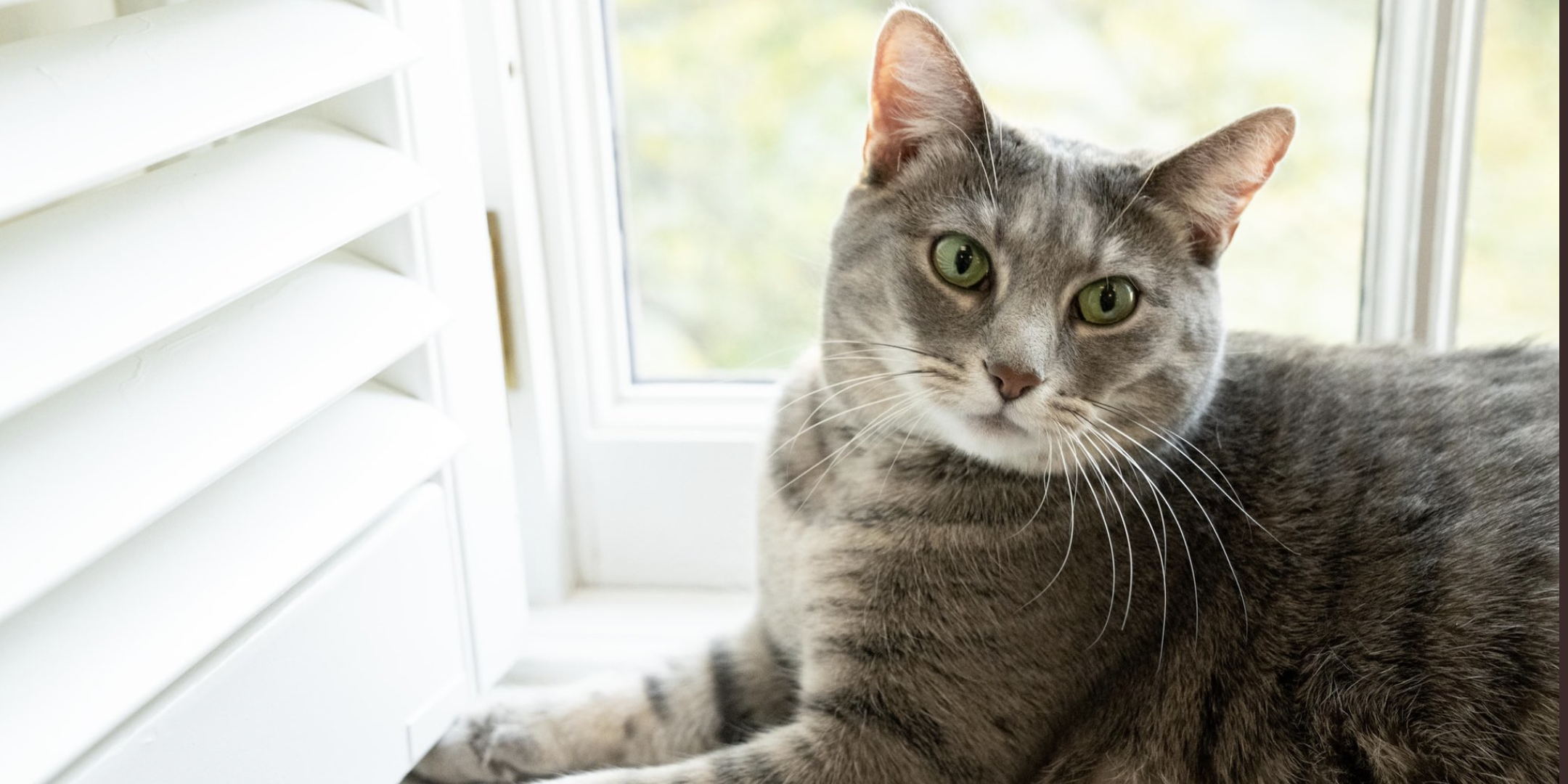 A gray tabby cat with green eyes sits on a windowsill