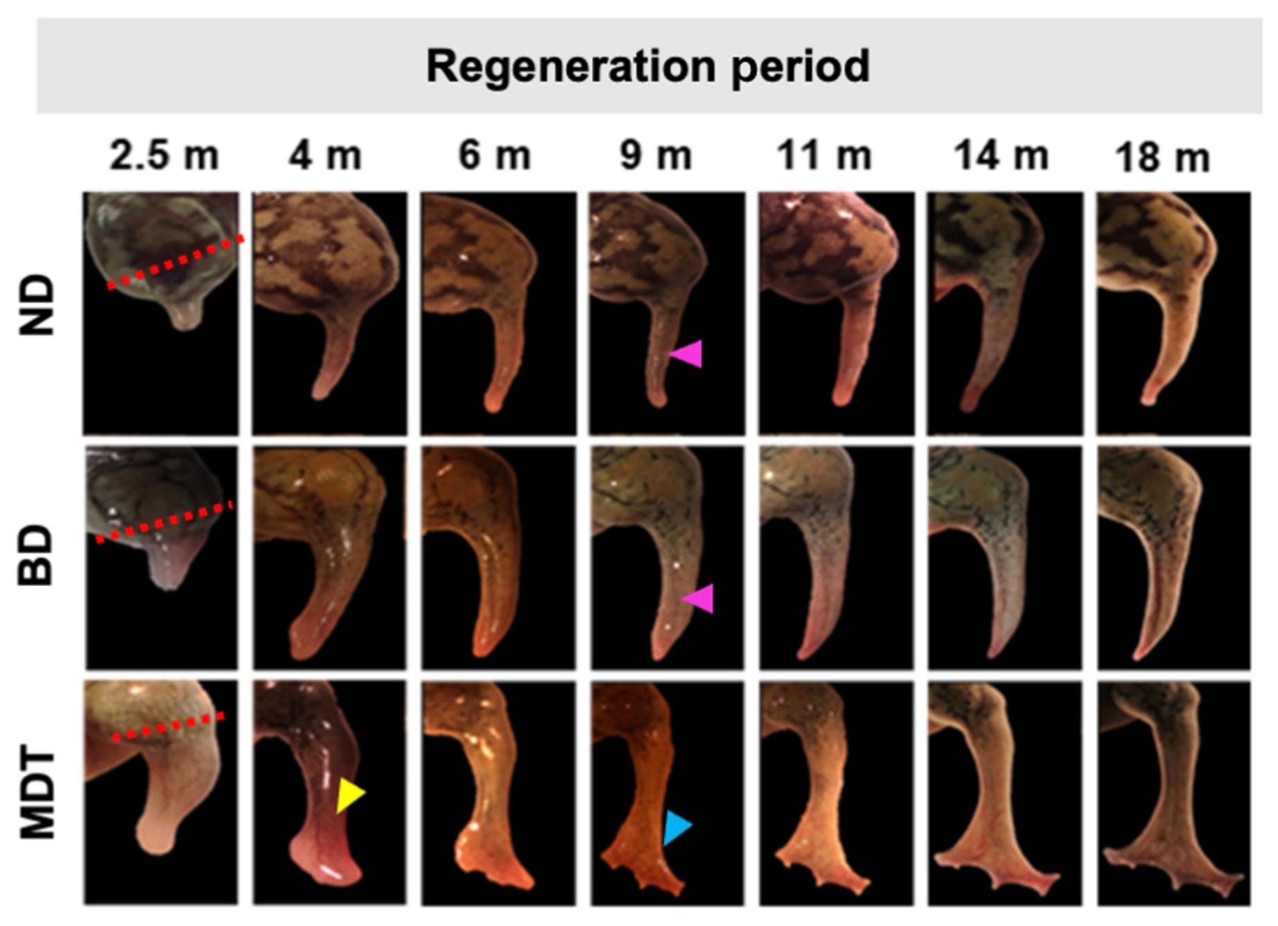 chart showing frog leg amputation growing from stump to leg-like limb over 18 months