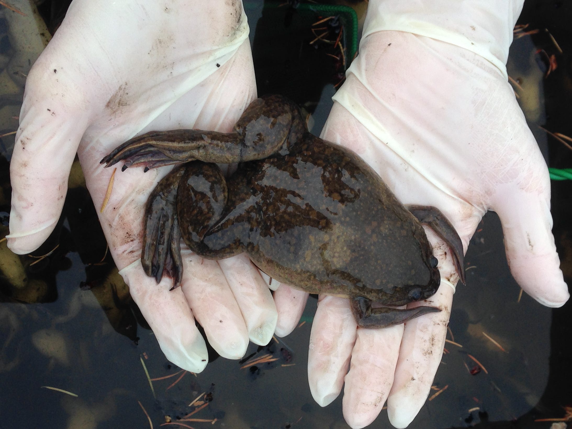 african clawed frog large brown frog in gloved hands above a bucket of frogs