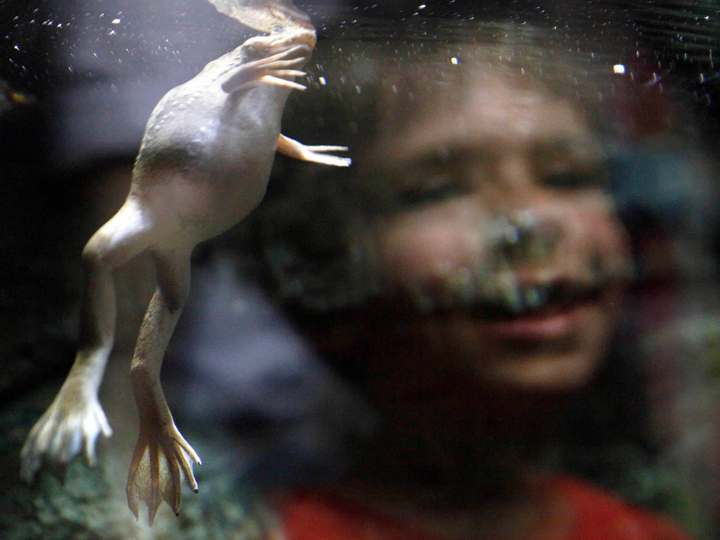 african clawed frog floating in tank with little boy watching