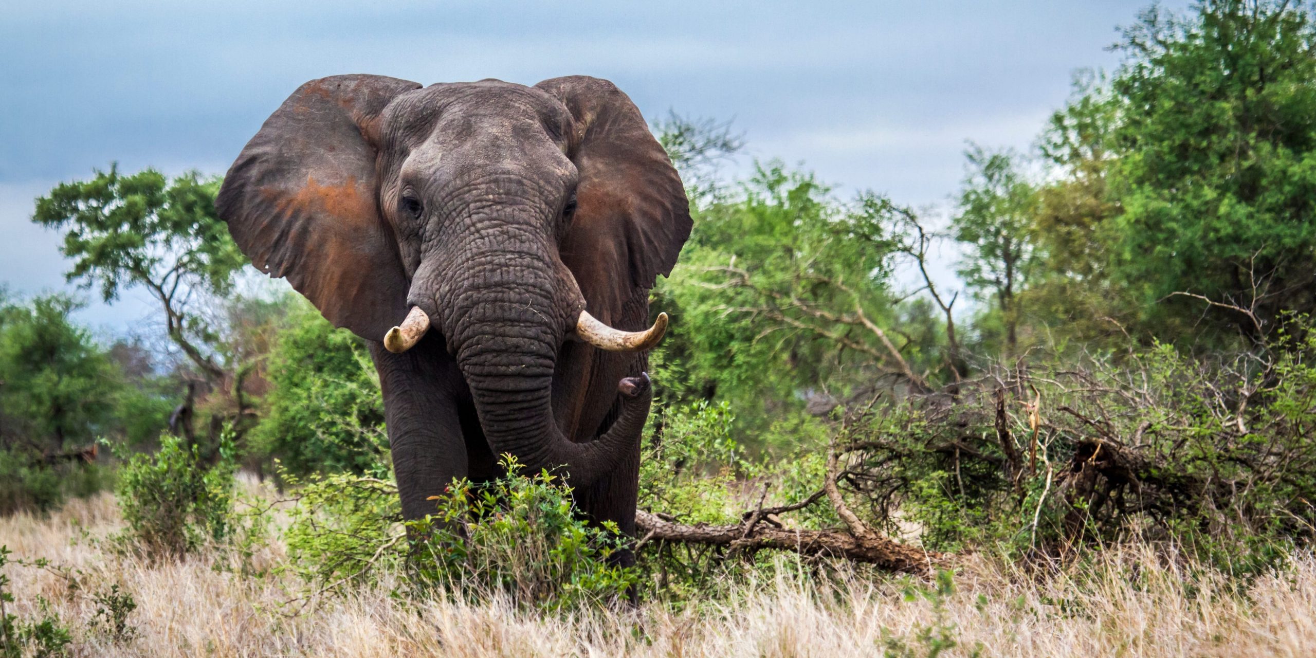 african elephants