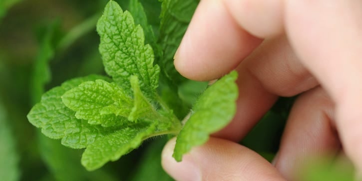 A close up of a person about to pick a mint leaf off a mint plant.