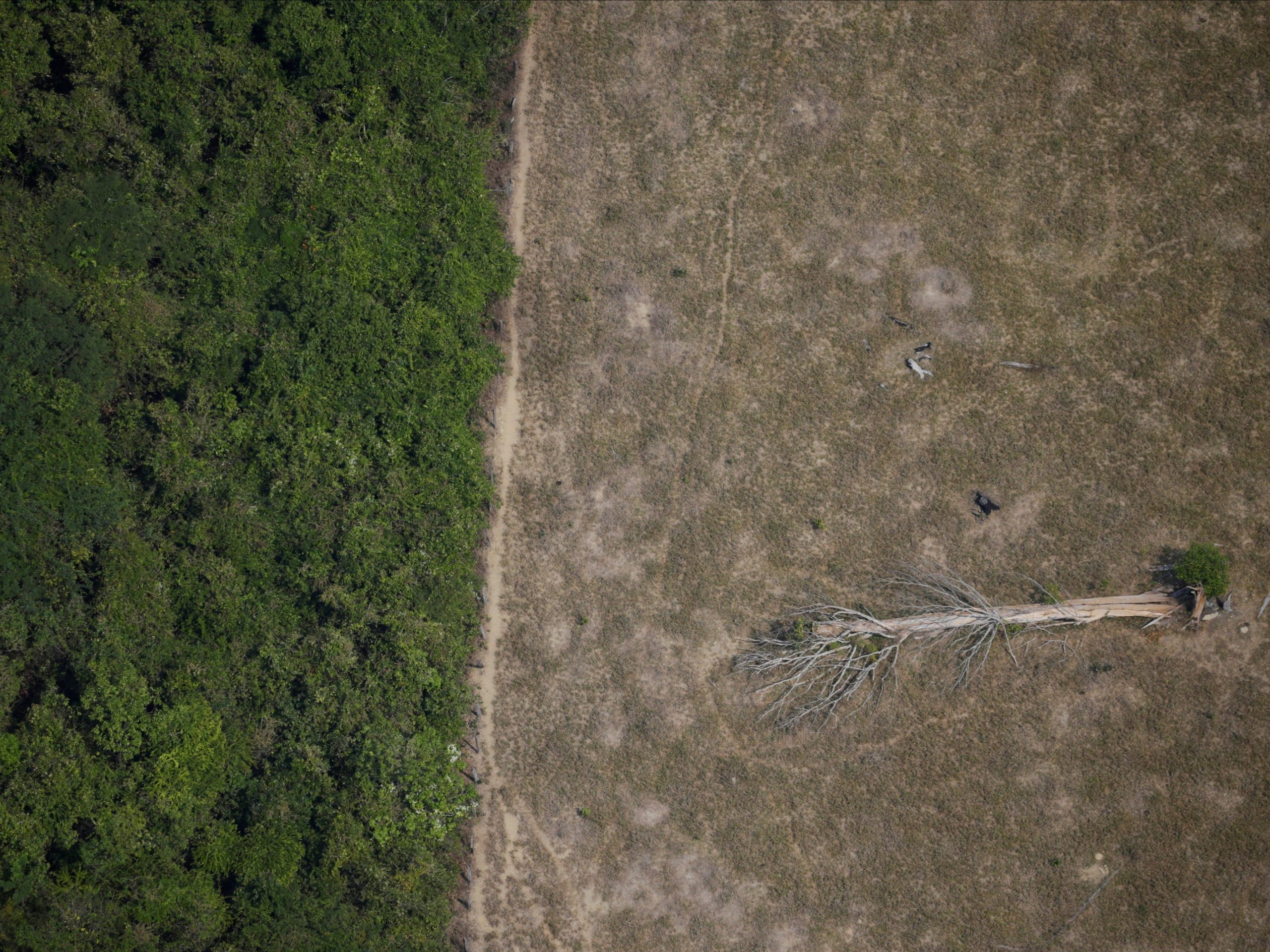 A fallen tree lies in an area of the Amazon jungle that was cleared by loggers and farmers near Porto Velho, Rondonia State, Brazil, August 14, 2020.