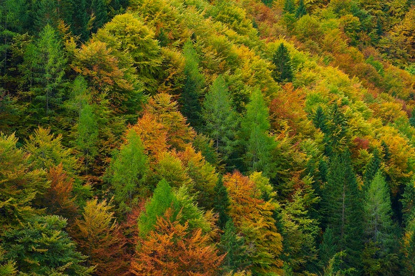 colorful coniferous forest green orange yellow trees