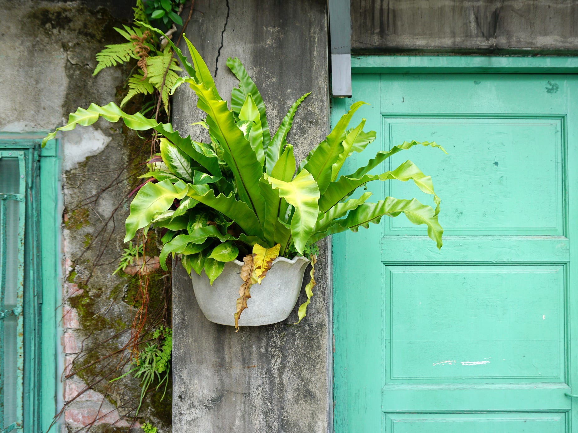 A bird's nest fern hanging against a wooden wall next to a bright green door
