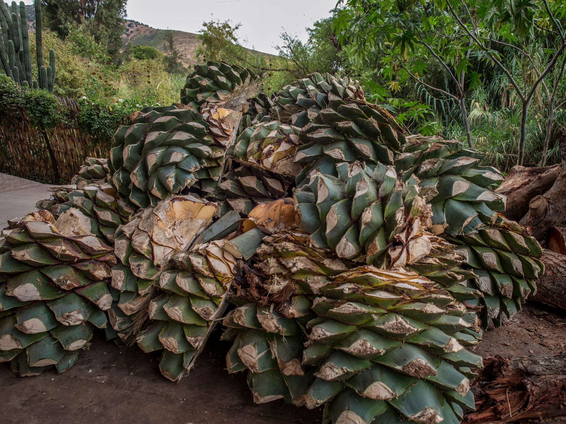 A pile of harvested agave hearts