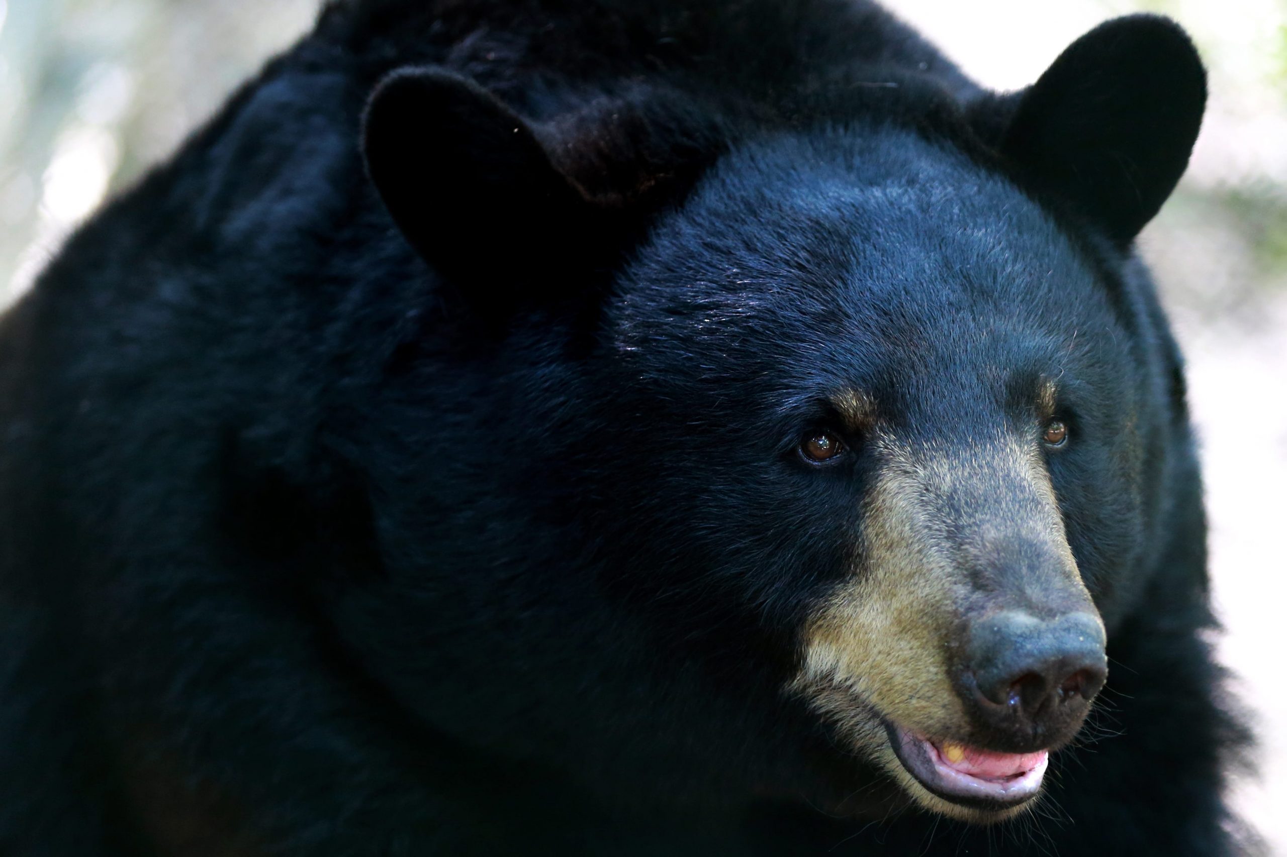 An American black bear.