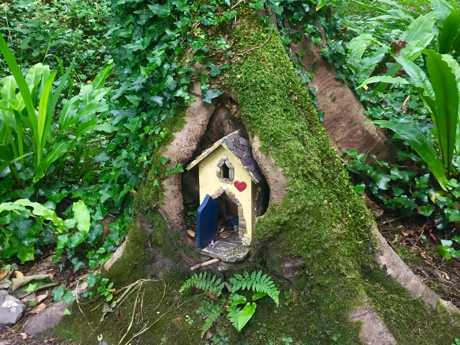 a fairy tree in ireland