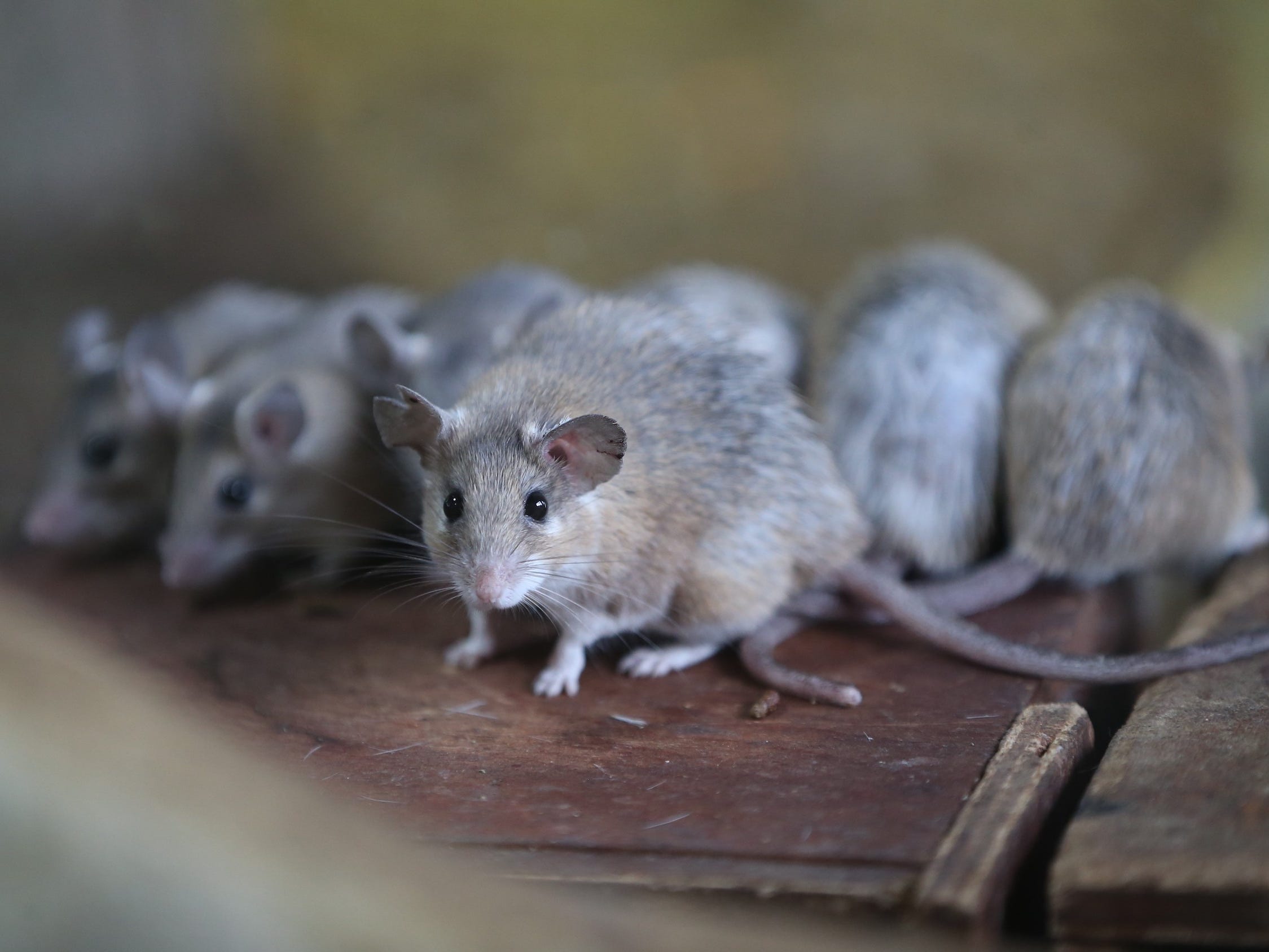 spiny mice crowded on wood surface