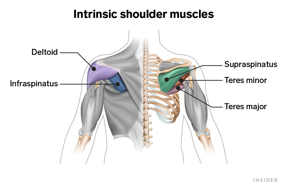 Diagram of intrinsic shoulder muscles.
