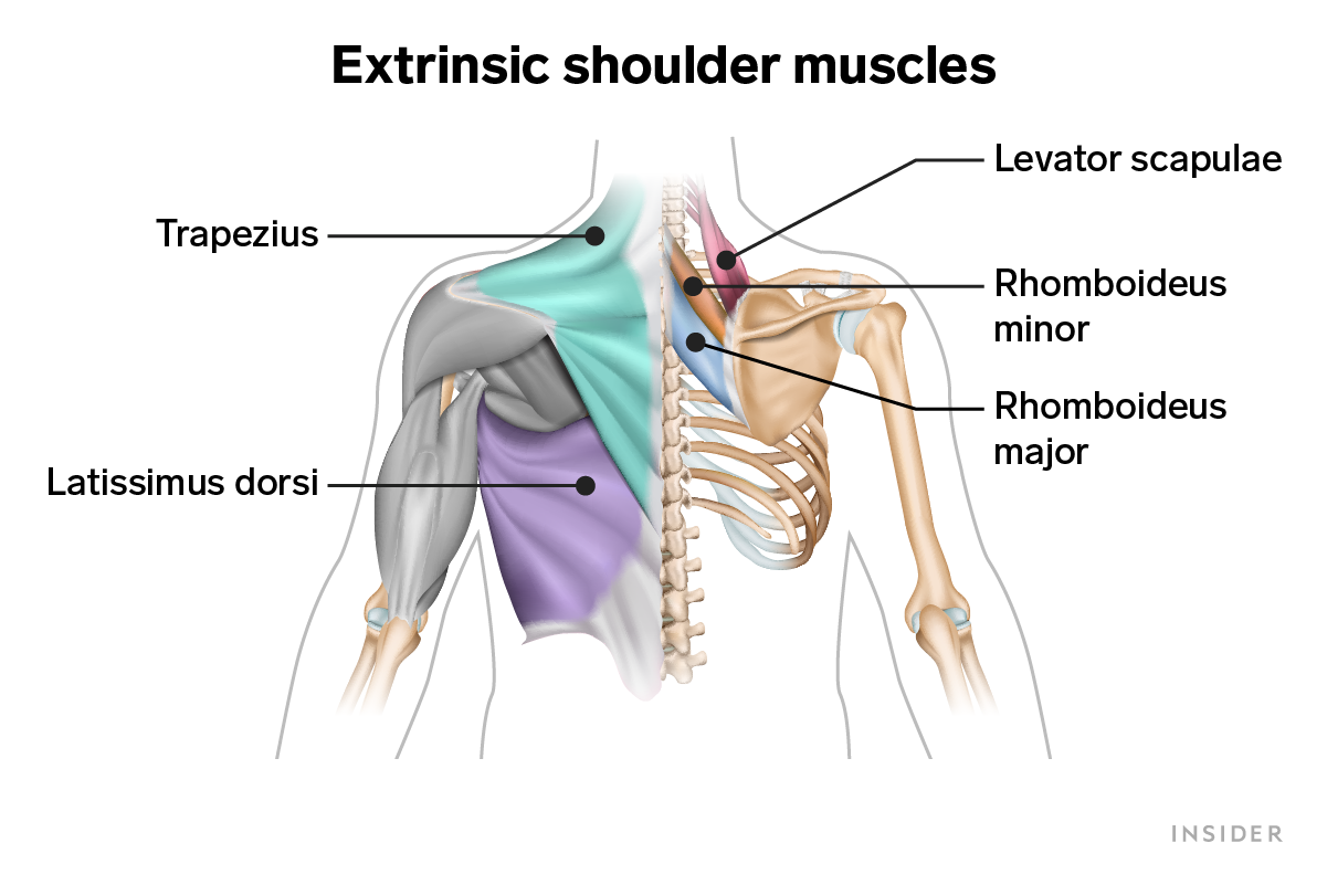 Diagram of extrinsic shoulder muscles.