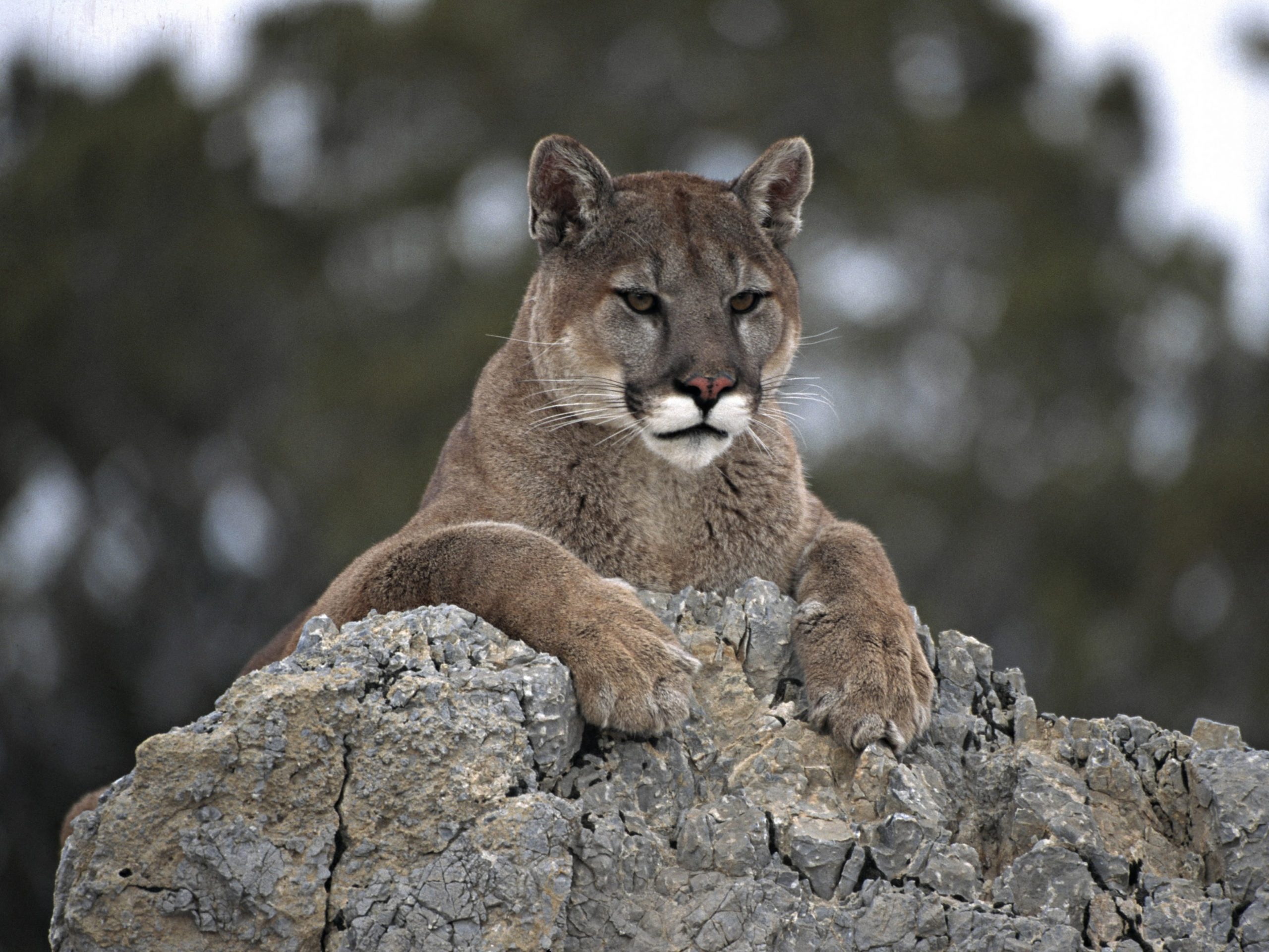 Mountain Lion