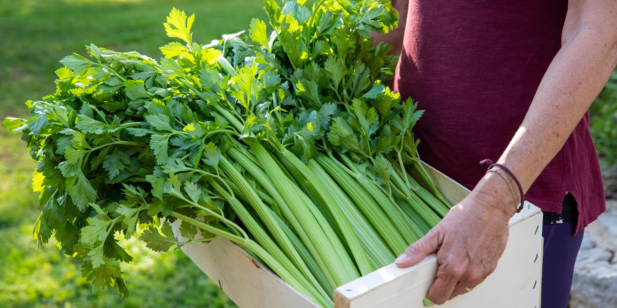 Person holding a crate of a large bundle of celery with the leaves on