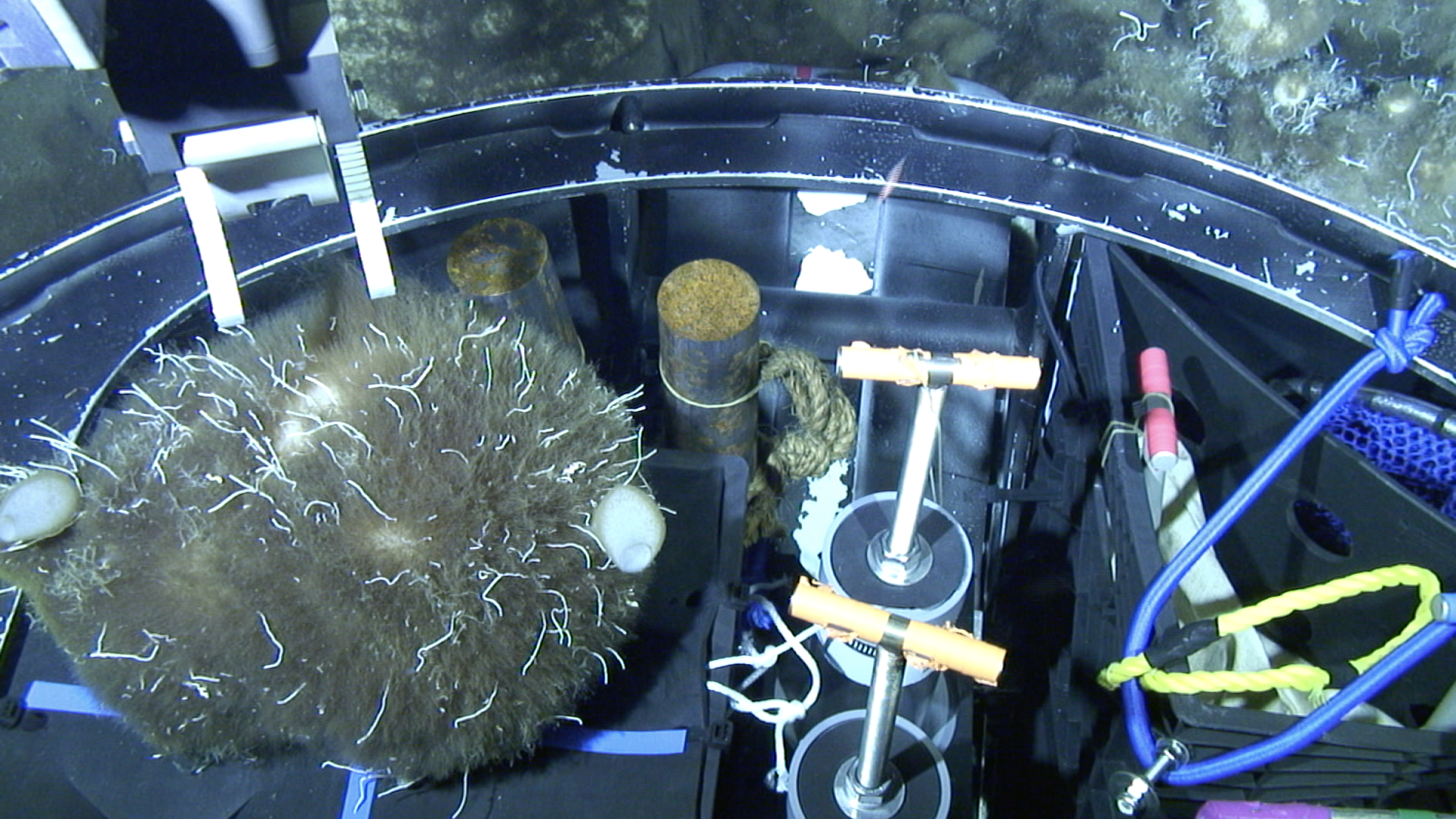 sea sponge on deep sea robot