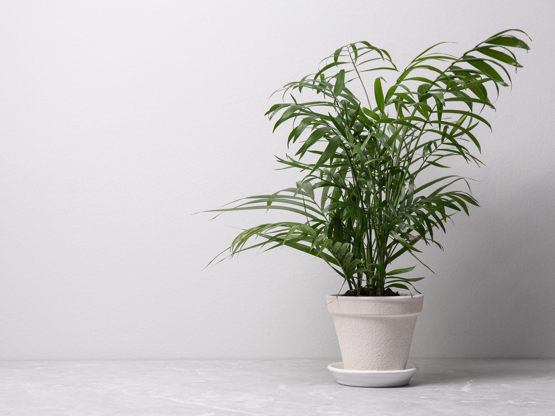 A majesty palm plant in a white pot against a white wall