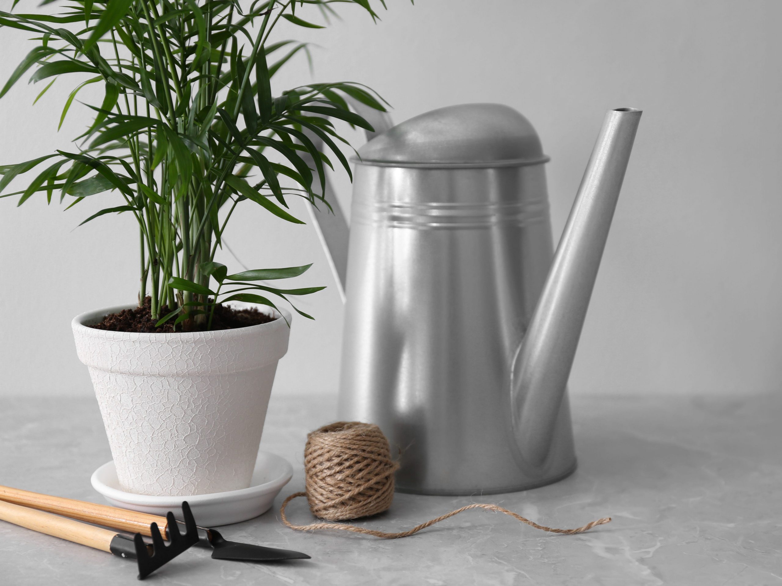 A small majesty palm next to a silver watering can