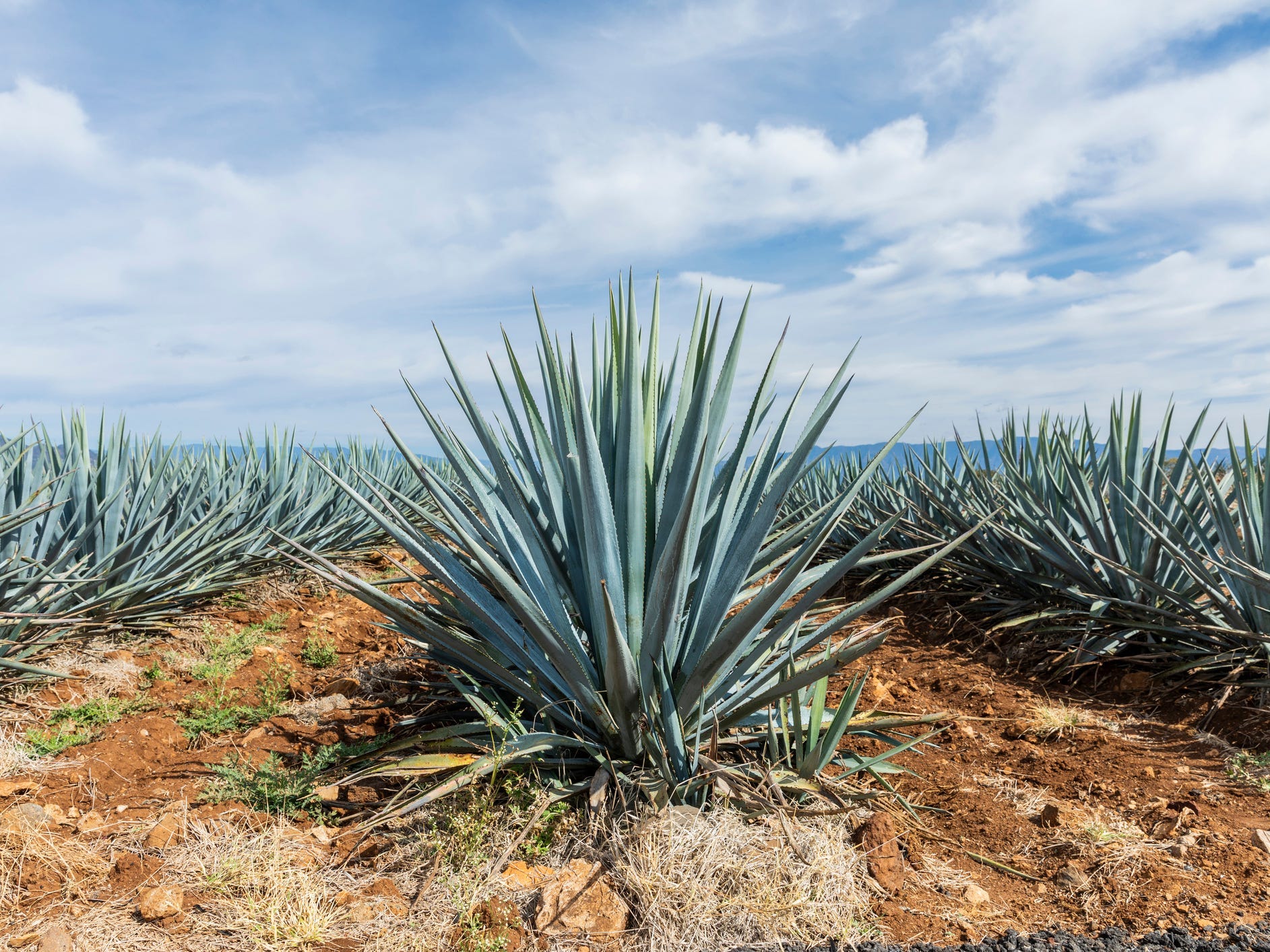 Agave plants being grown for tequila production