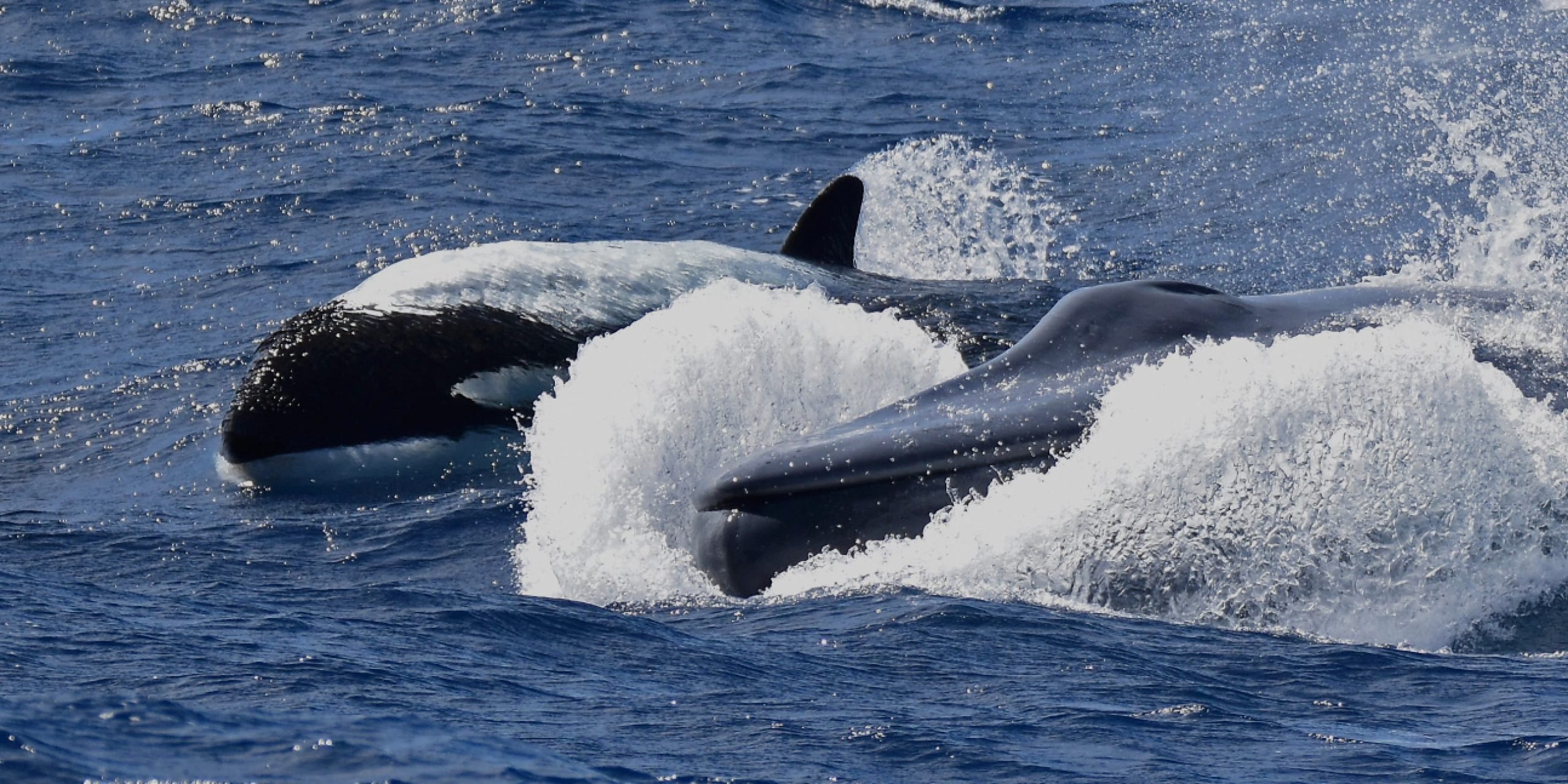 Two orcas chasing a blue whale in the first documented killing of its kind.