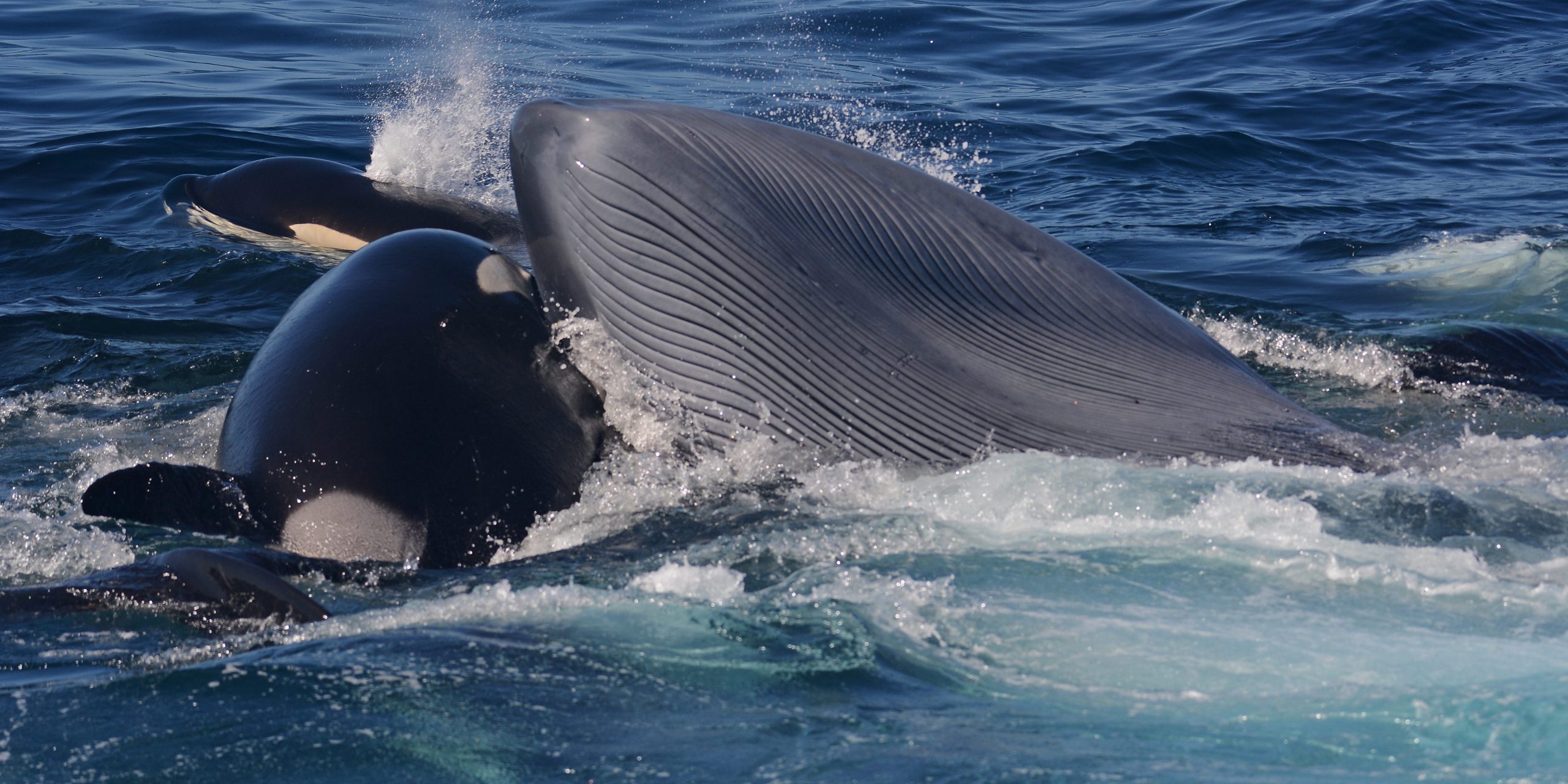 An orca lunges into the mouth of a blue whale to eat its tongue.