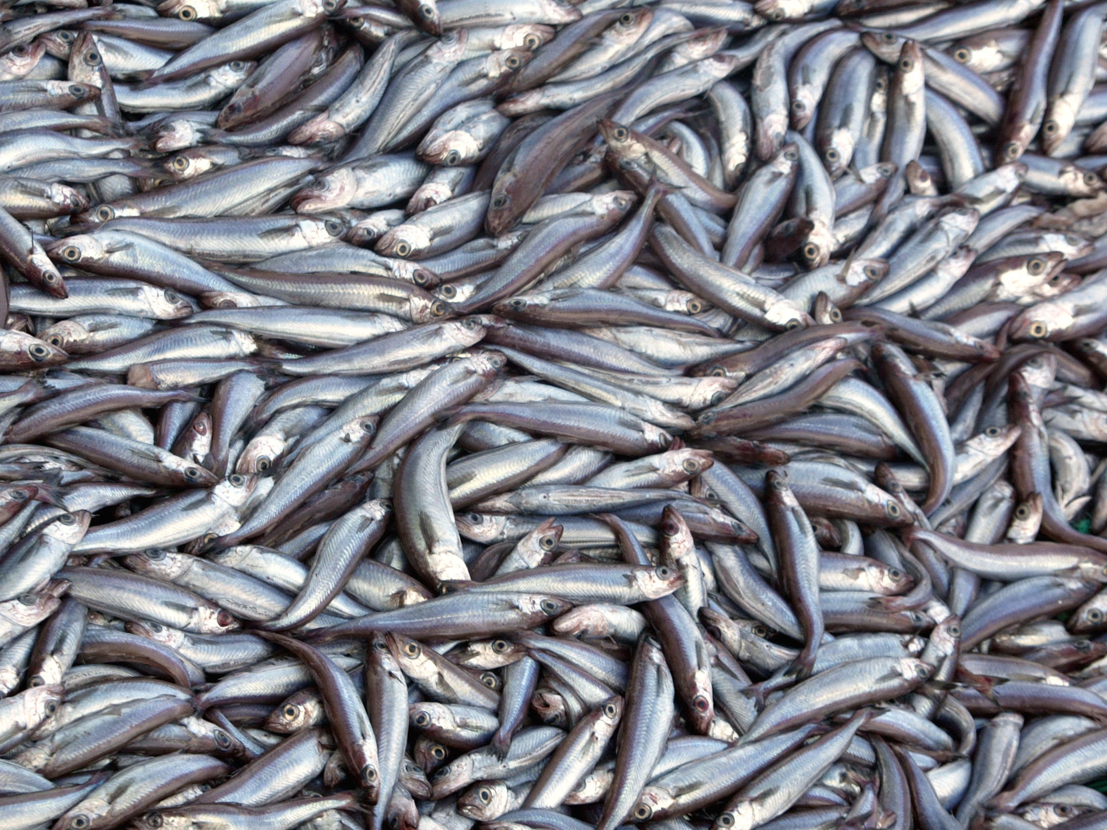 Blue whiting caught by an industrial trawler.