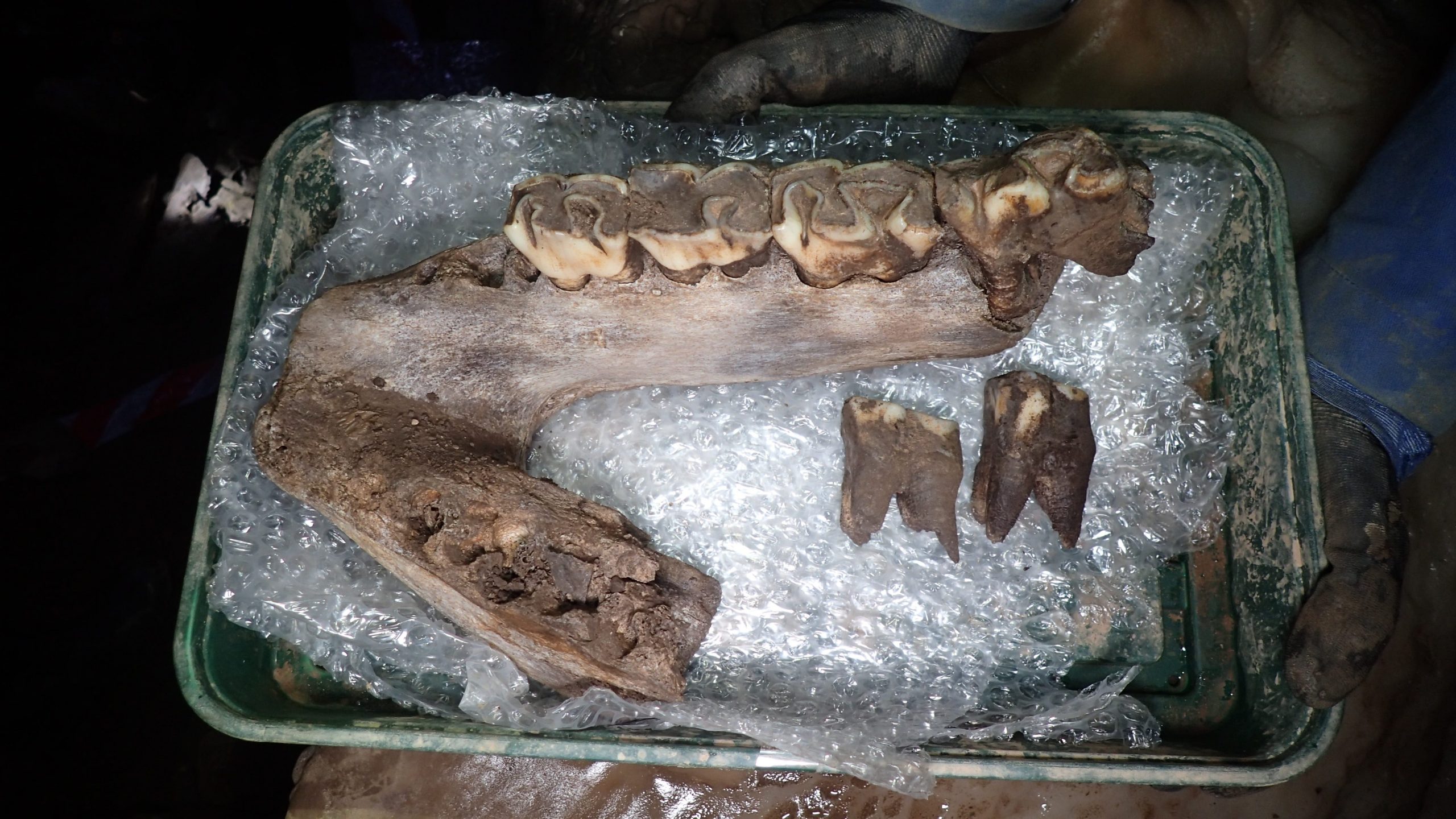 The molar tooth of a wooly mammoth found in Devon, Britain.