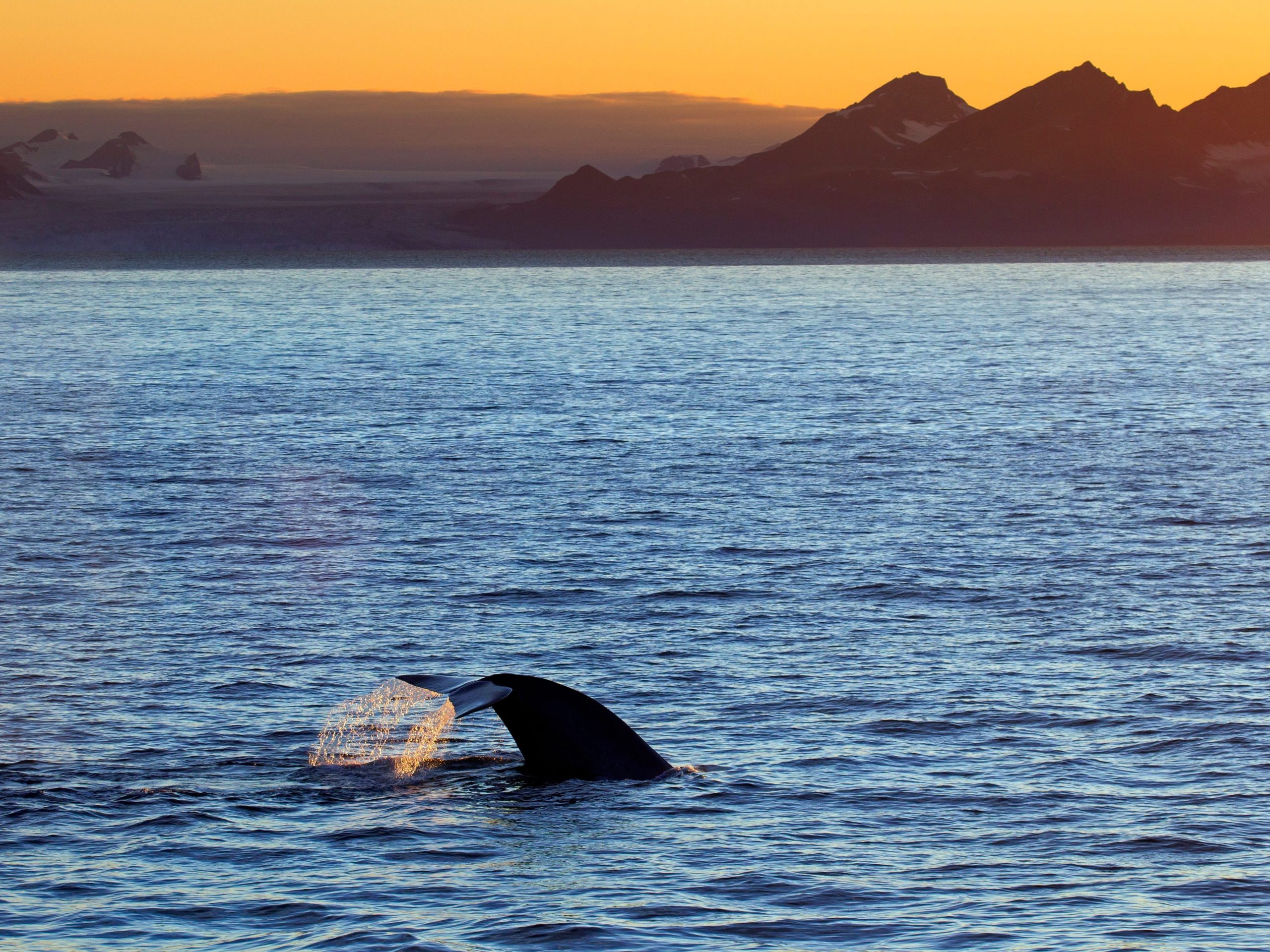 Blue whale (Balaenoptera musculus) lifting its tail flukes to dive for feeding along the Norwegian coast, Norway, Scandinavia.