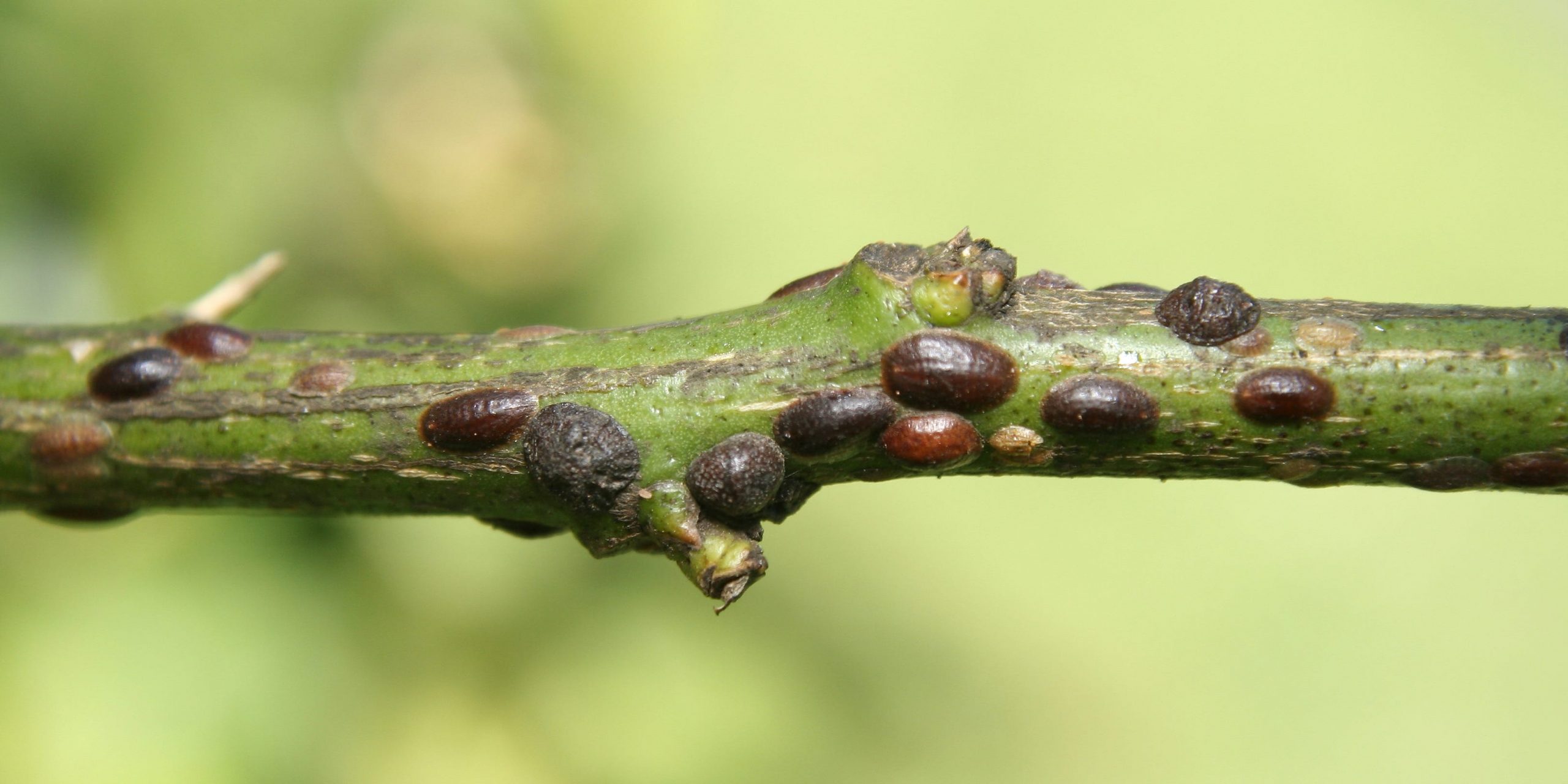 A stem of a plant infested with scale insects