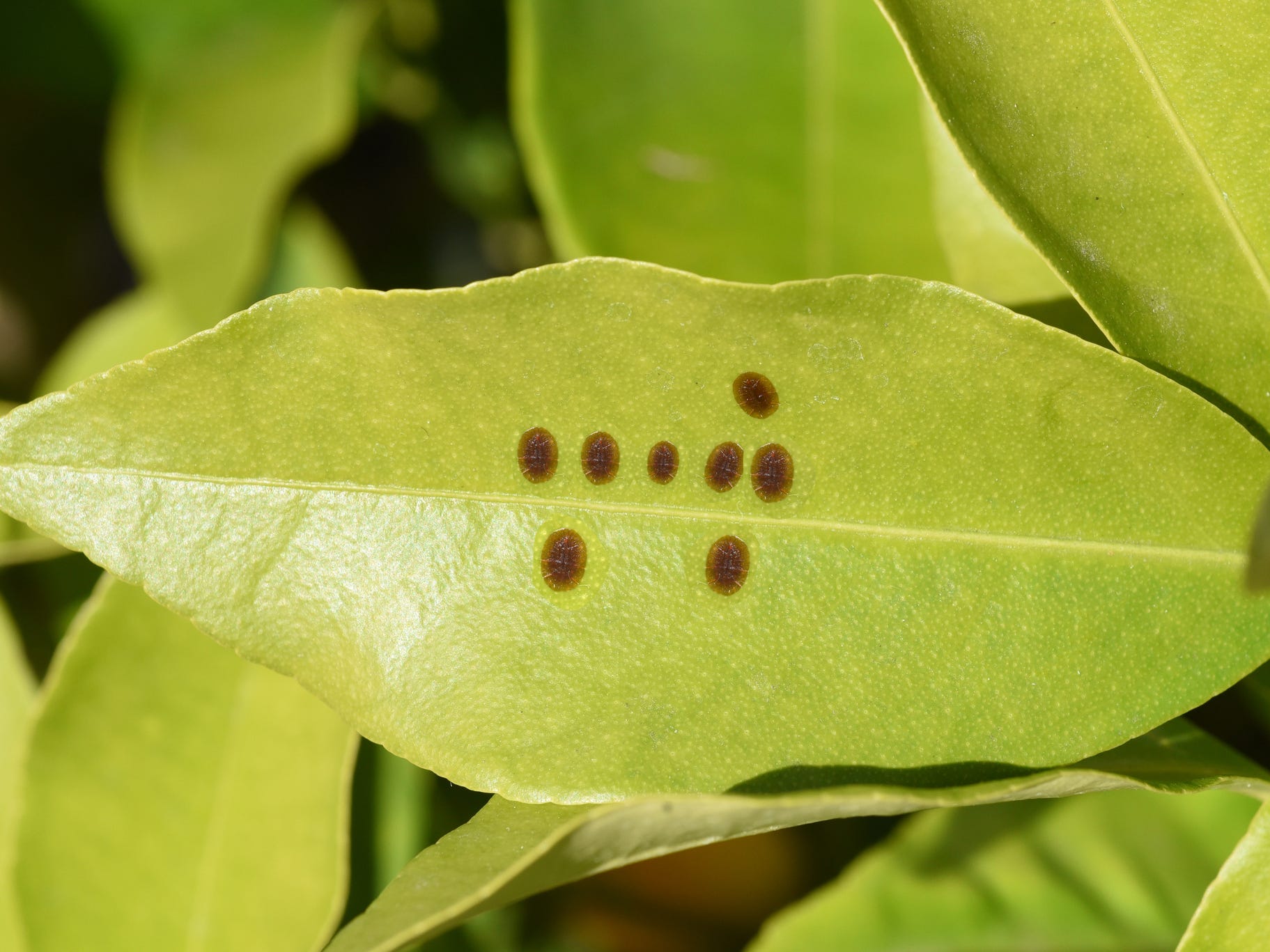 Scale bugs on a leaf
