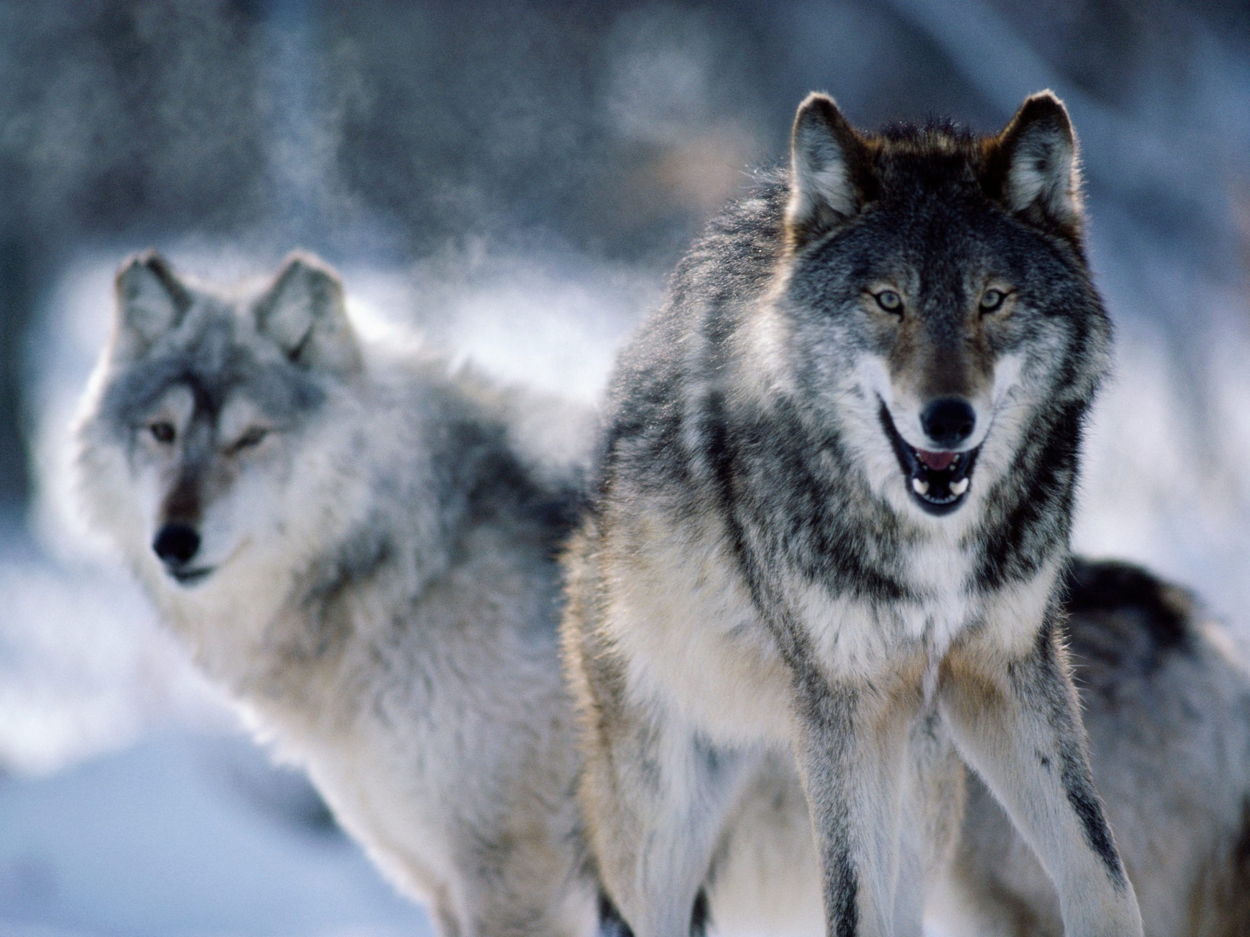 Two gray wolves seen in Minnesota