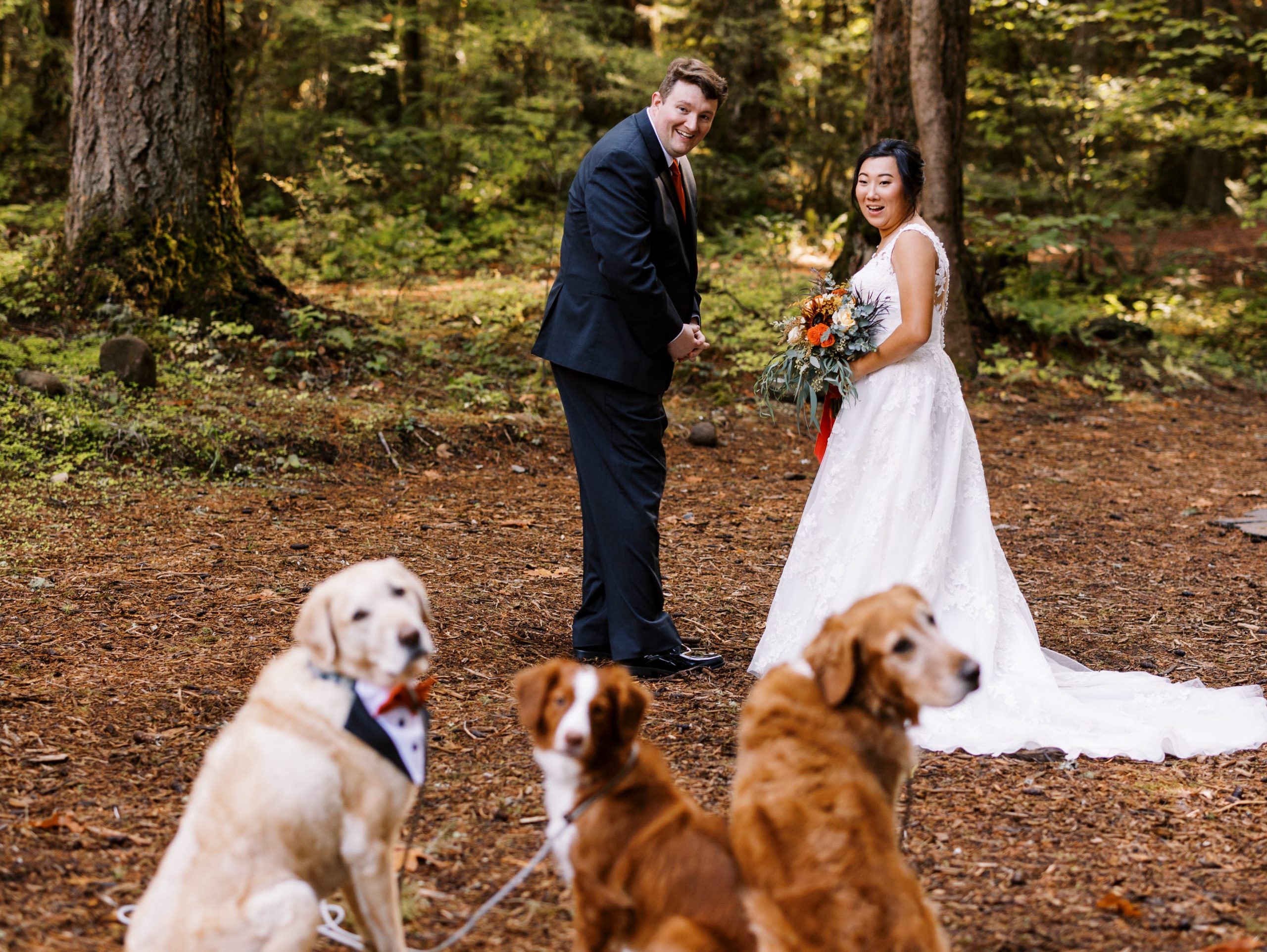 Bride and groom looking over their shoulders at their three dogs and their three dogs looking at the camera.