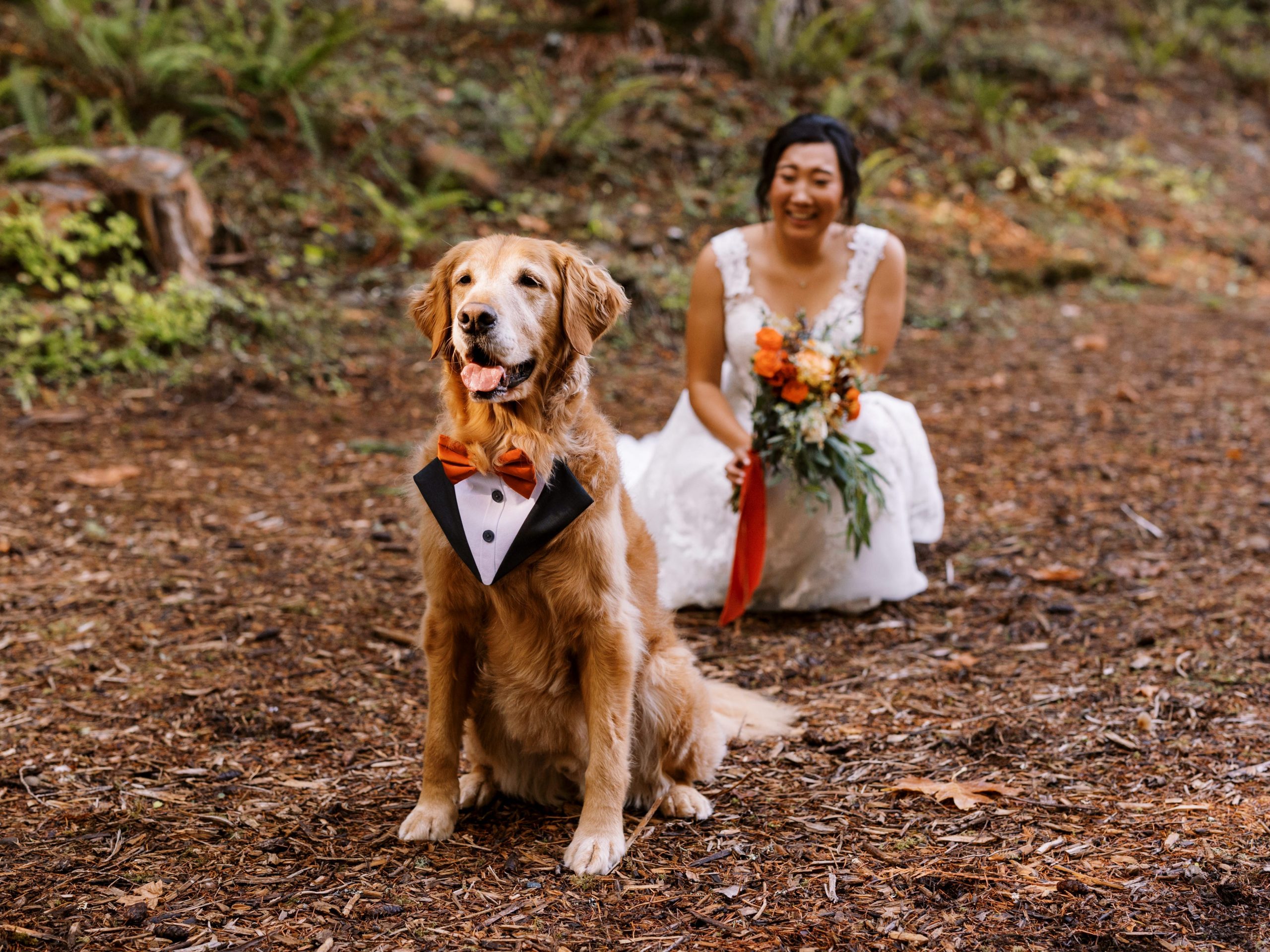 Golden Retriever in a tuxedo bib and orange bow tie sitting with the bride sitting behind him prior to the first look.