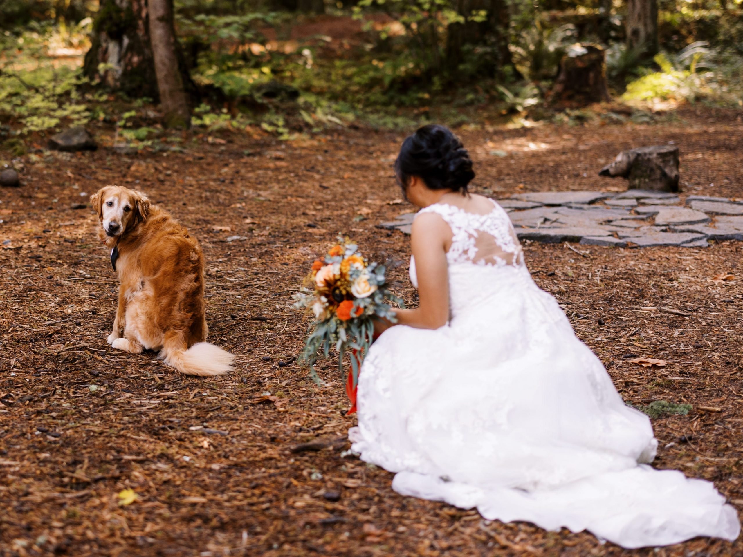 Golden Retriever looking over his shoulder at the bride squatting on the floor.