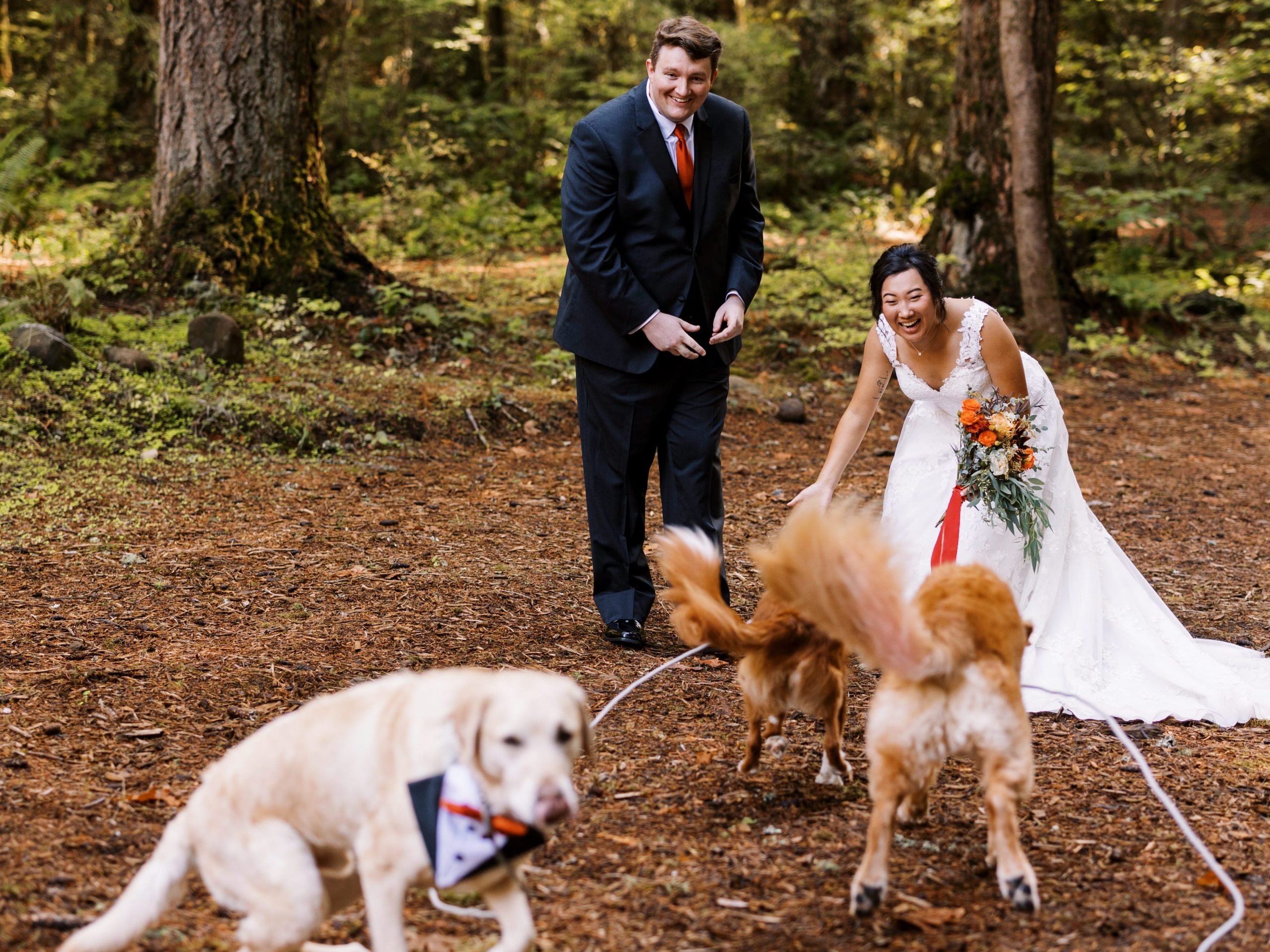 Bride and groom greeting two dogs running towards them while another runs towards the camera.