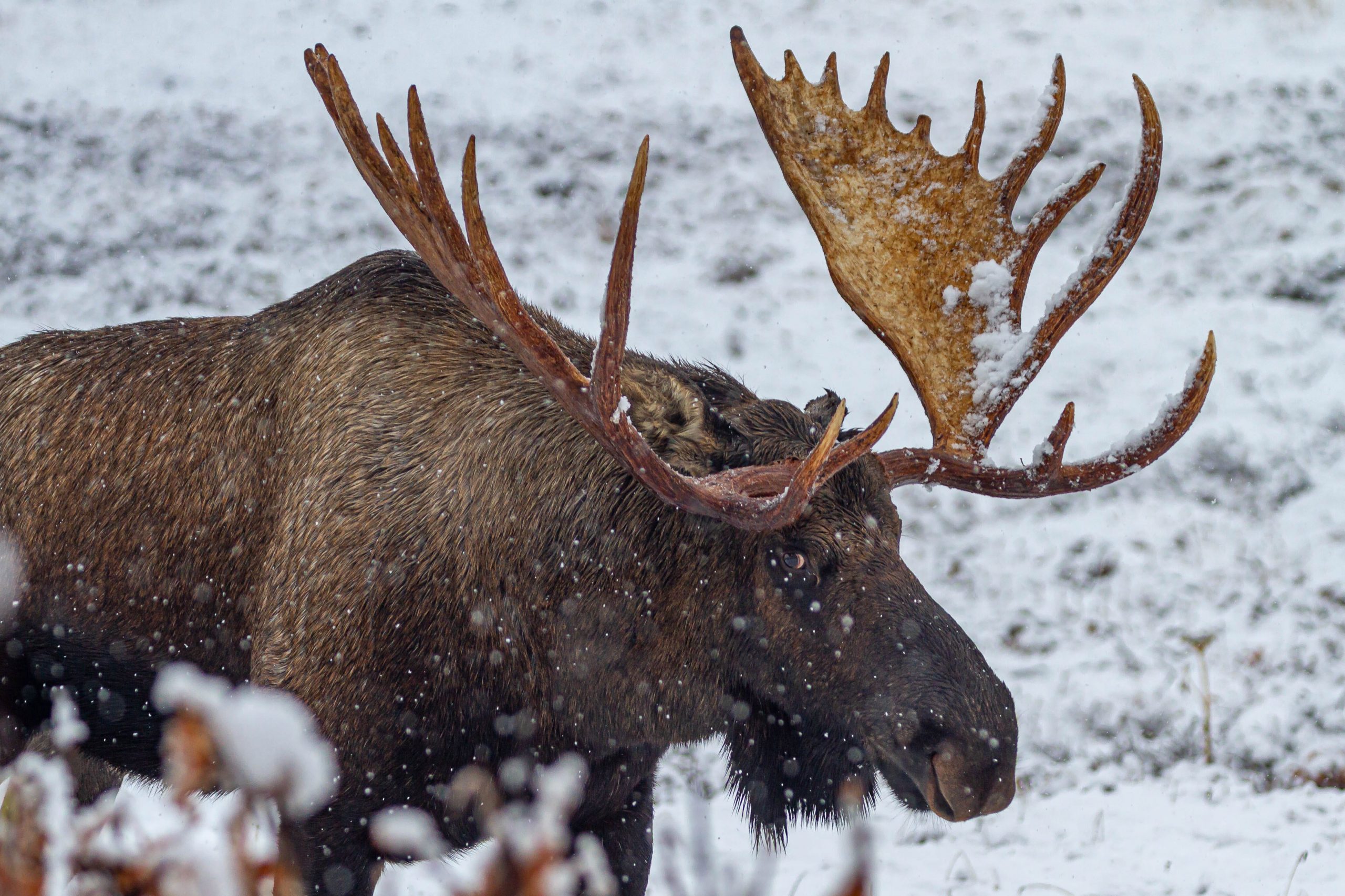 Bull moose.