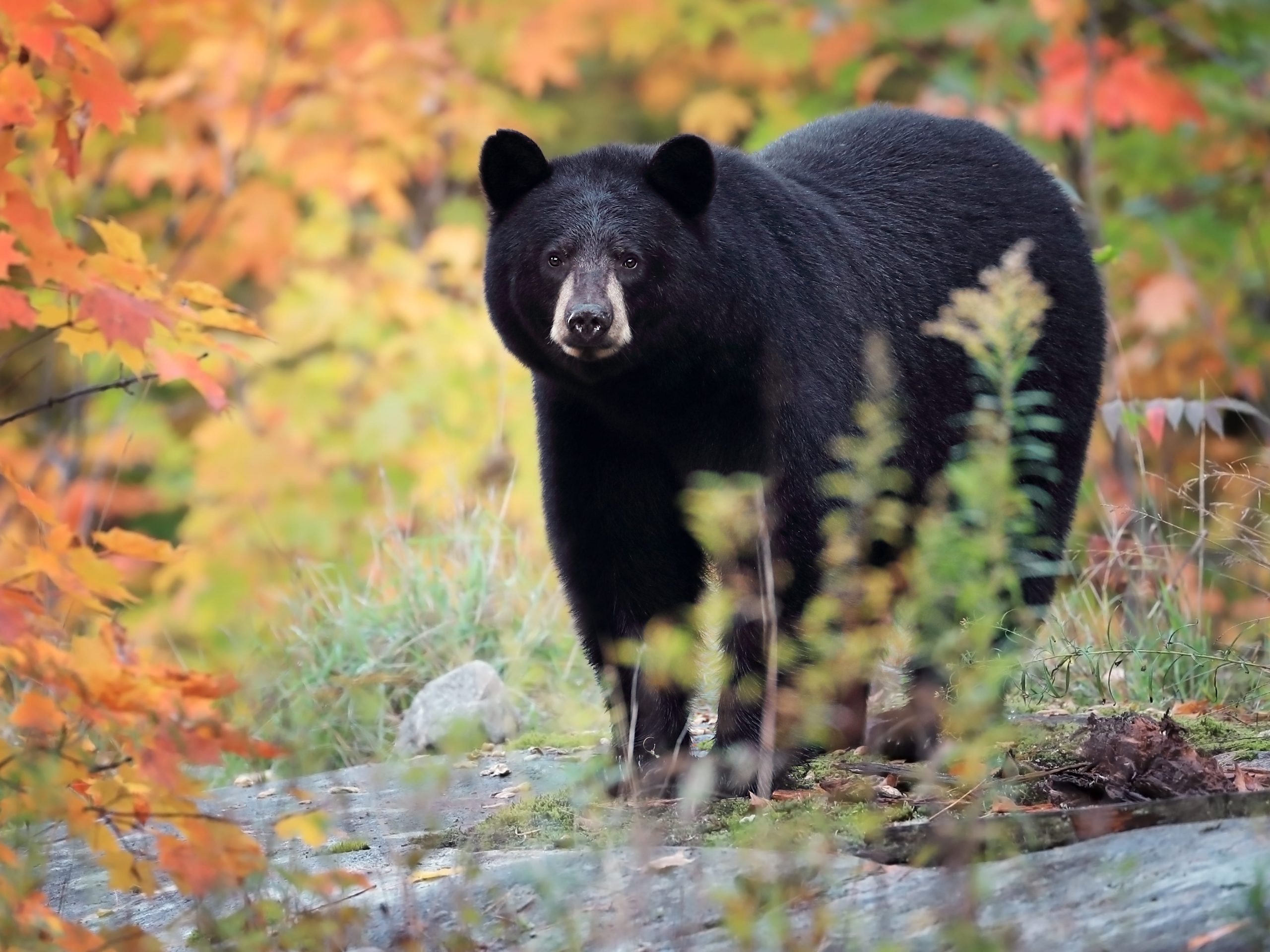 A wild black bear.