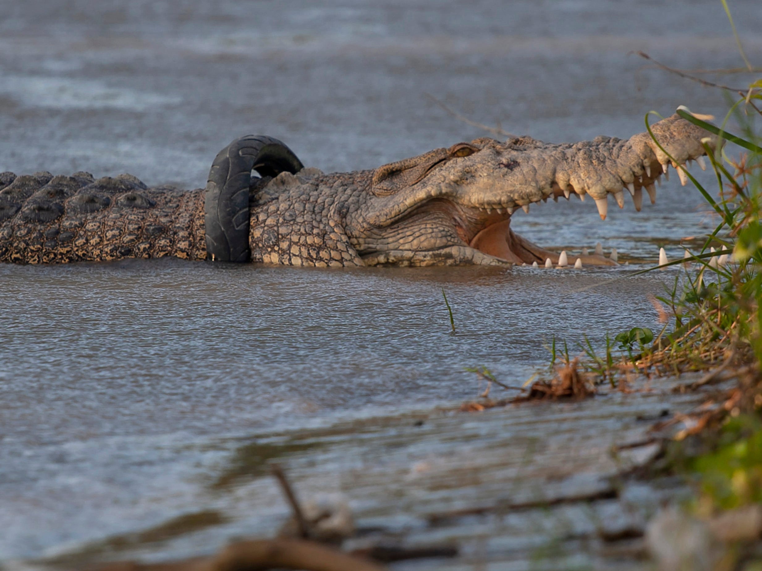 Crocodile with motorcycle tire on neck