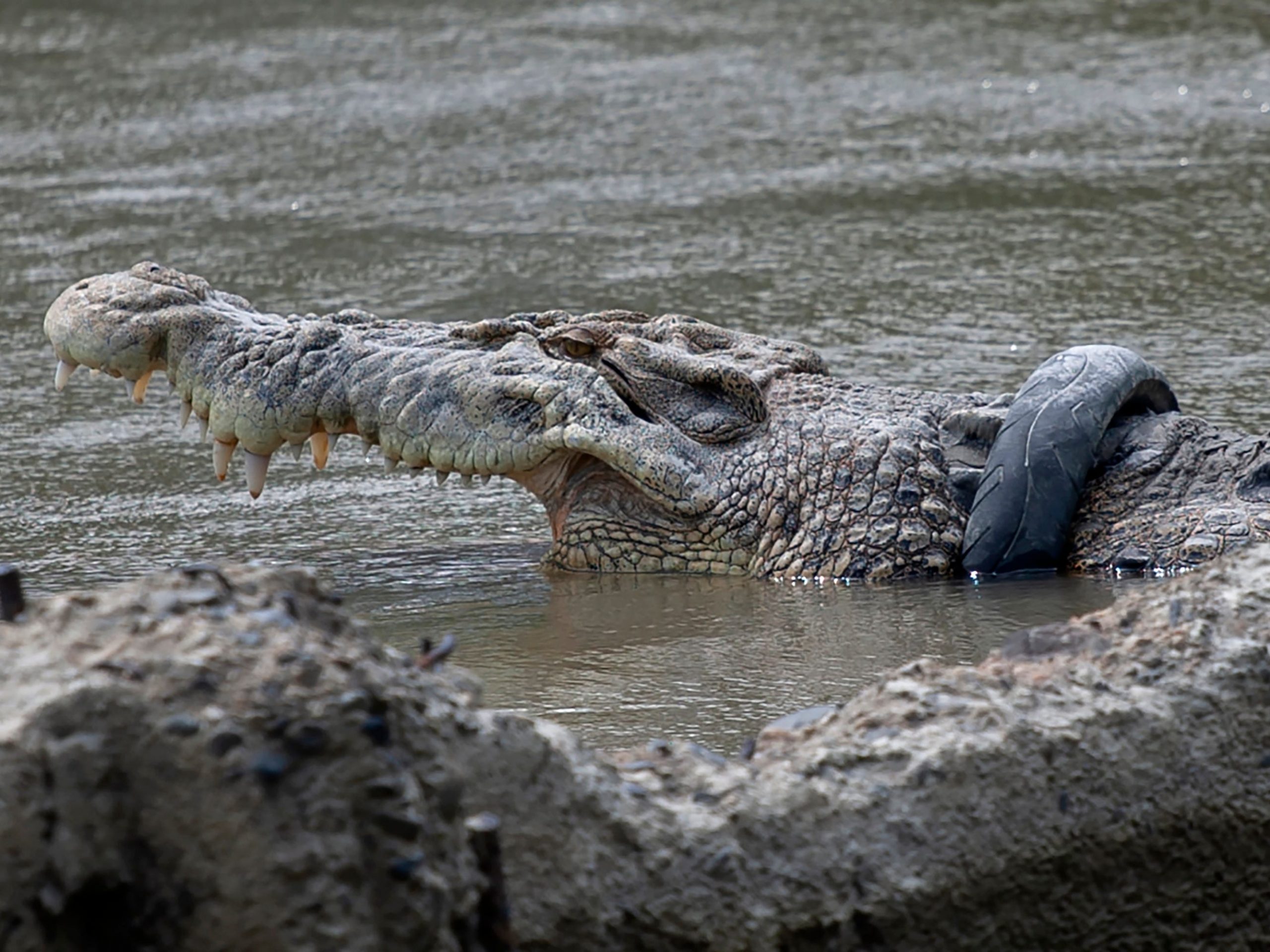 Crocodile with tire around its neck