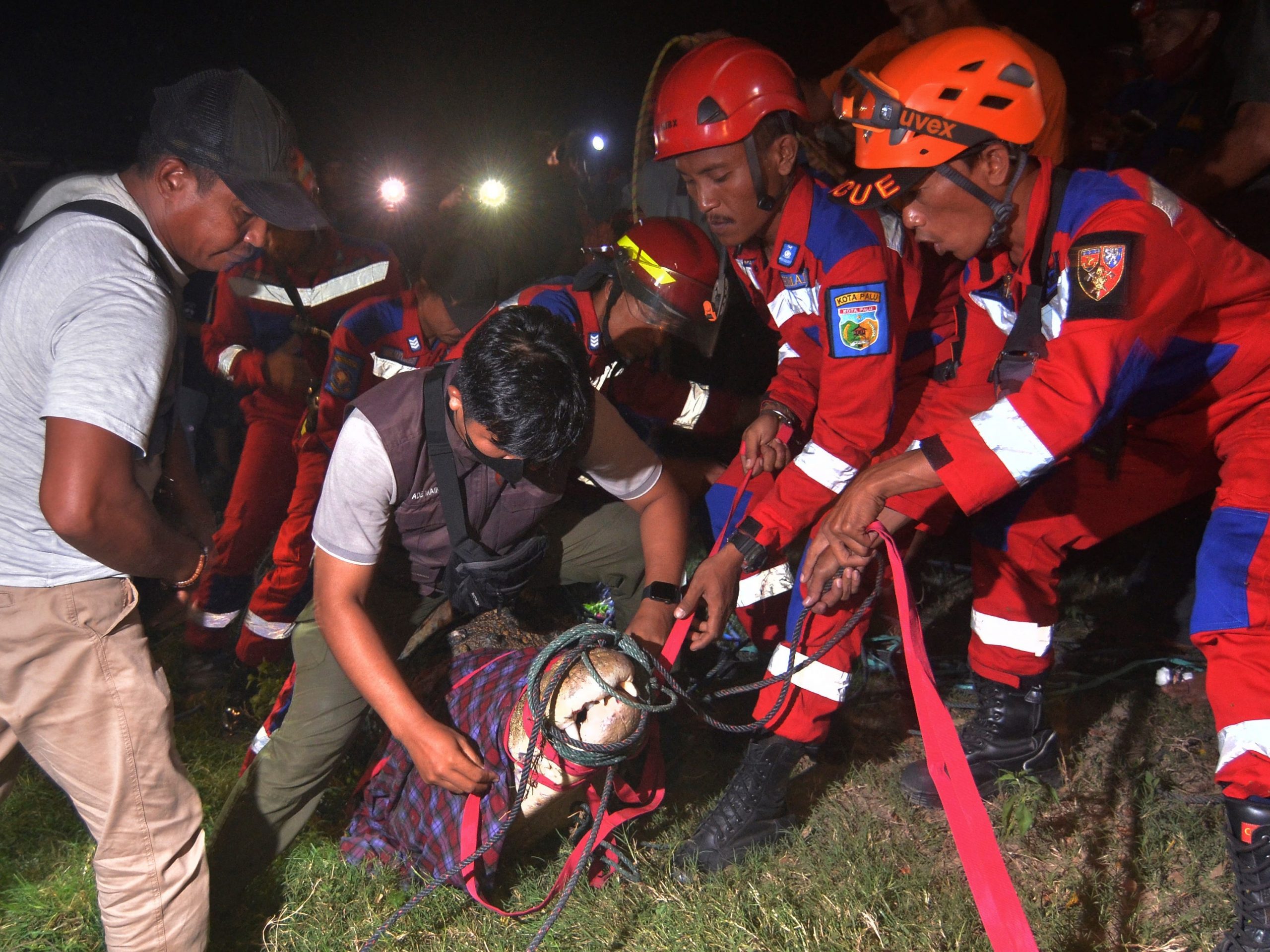 Rescuers hold a crocodile after a tire was removed from its nec