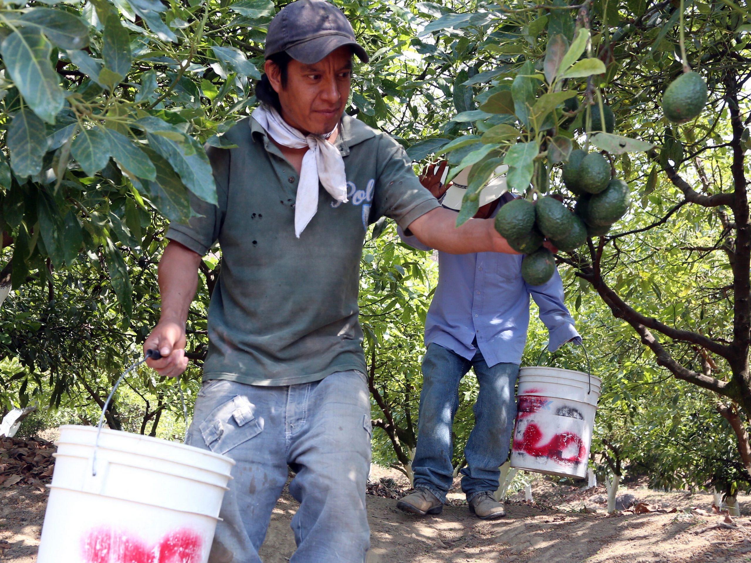 Farmers work at an avocado plantation in El Carmen ranch in the community of Tochimilco, Puebla State, Mexico, on April 5, 2019.